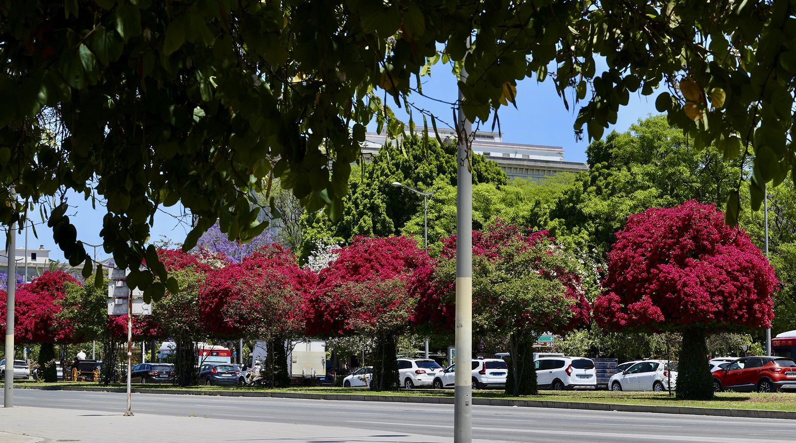 La buganvilla, la otra flor de Sevilla