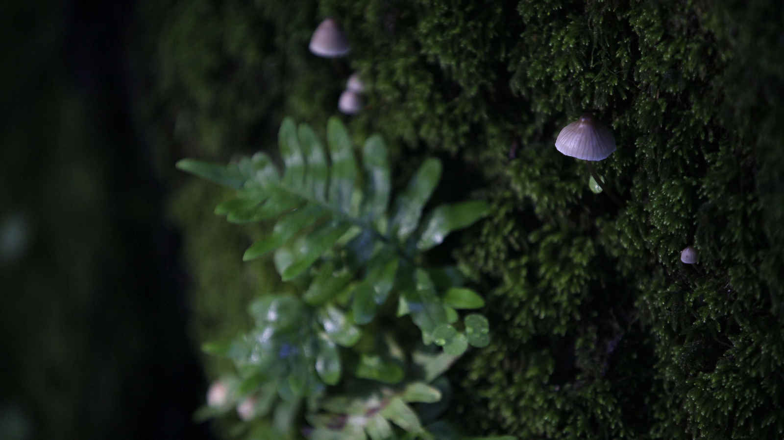 Sendero de la finca Murta en Los Barrios
