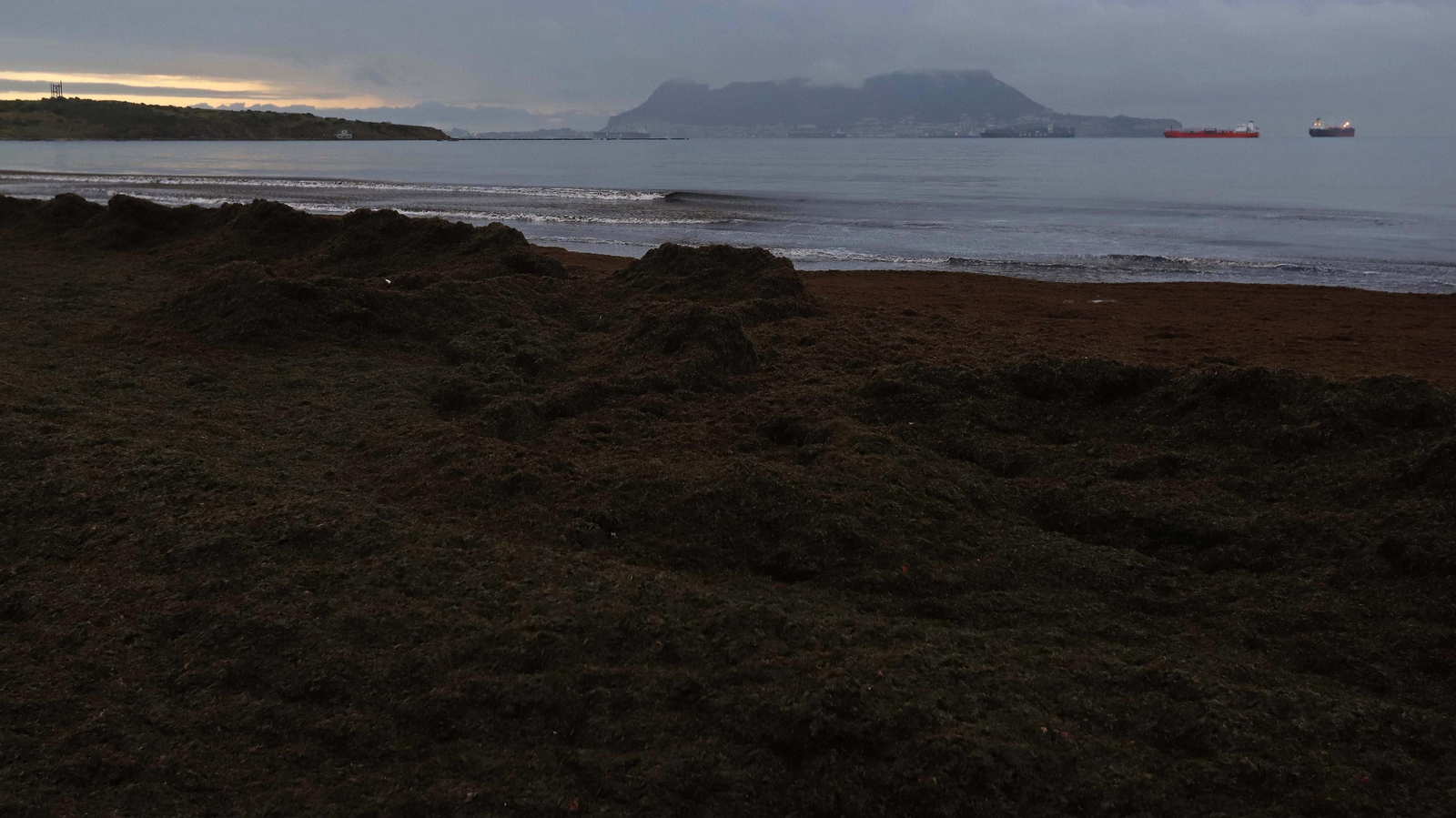 El alga invasora cubre de nuevo la playa de Getares