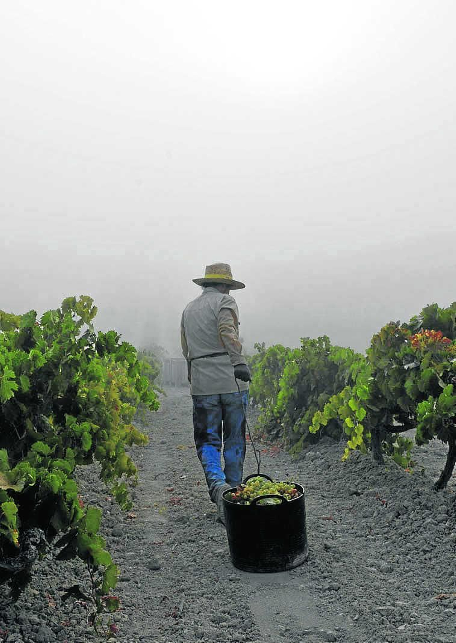 Un vendimiador arrastra un capazo de uva entre líneos de viñedo del Marco de Jerez.
