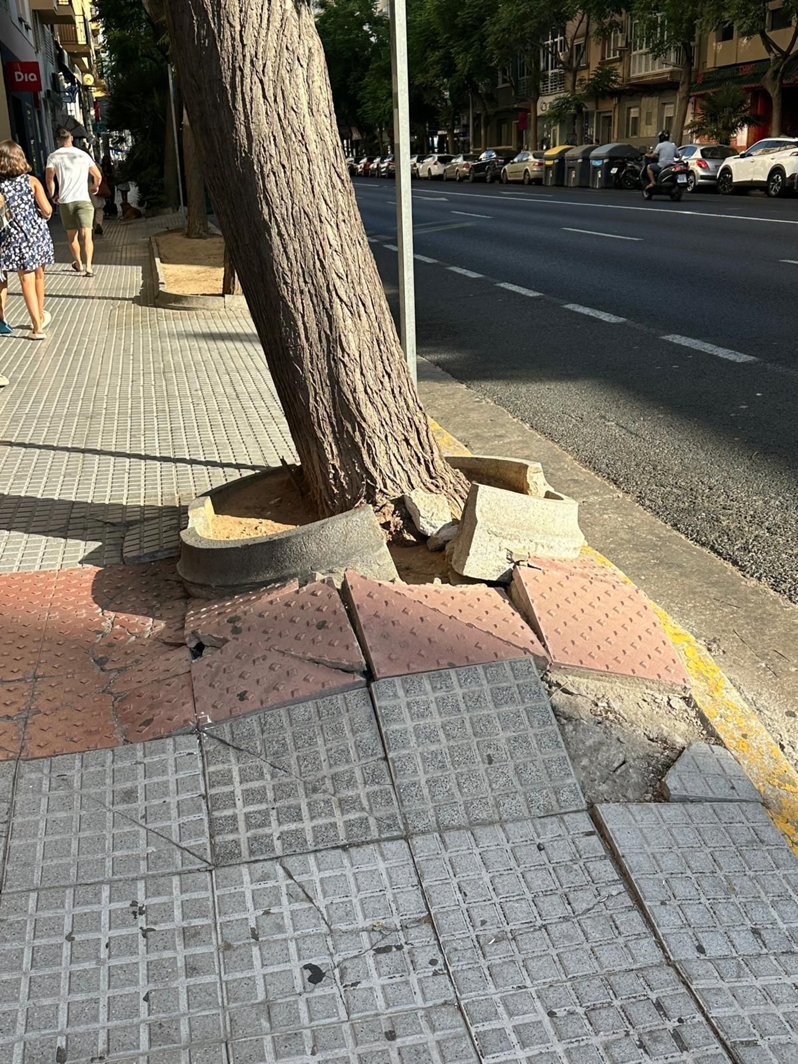 Alcorque gaditano