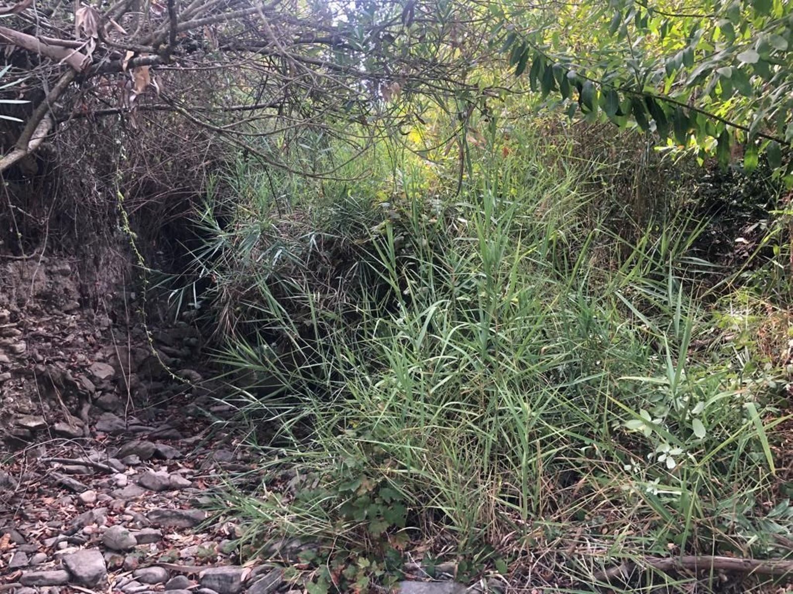 Maleza en el cauce del arroyo Lobo, que discurre paralelo al río Pícaro.