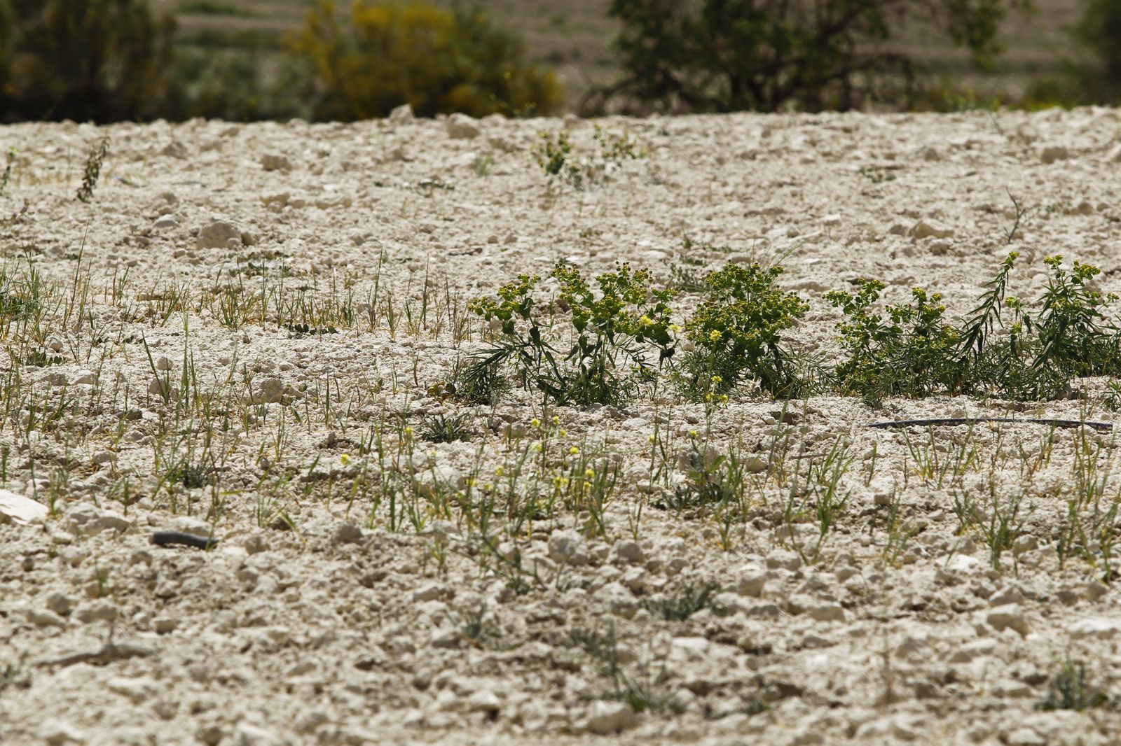 Imágenes de la sequía que golpea con dureza la producción de cereal en Los Vélez