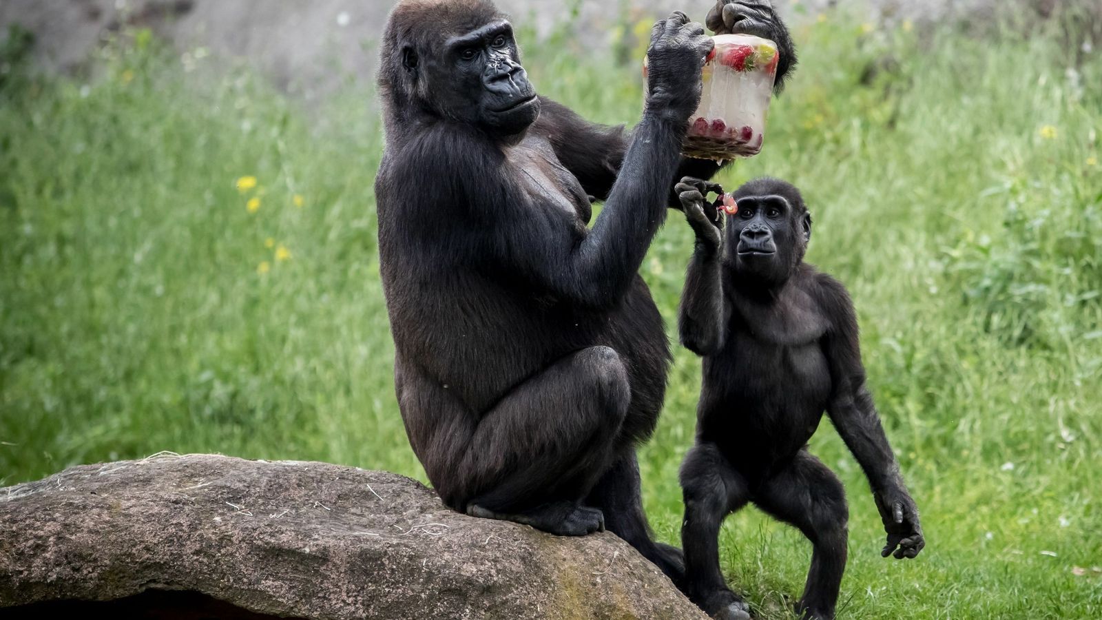 Gorila adulto y joven alimentándose