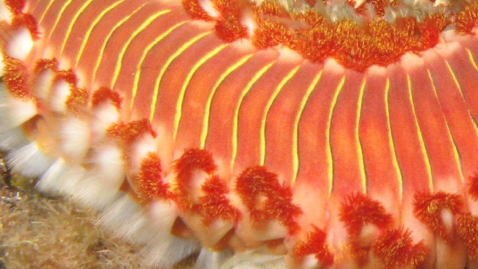 Detalle de los segmentos con quetas sedosas