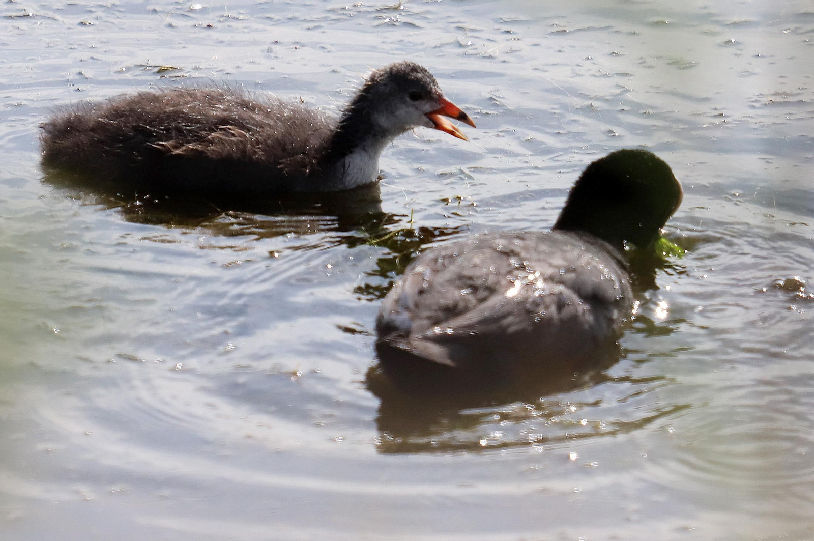 Imágenes de Marismas del Odiel, un Paraje Natural en la confluencia de las desembocaduras de los ríos Tinto y Odiel