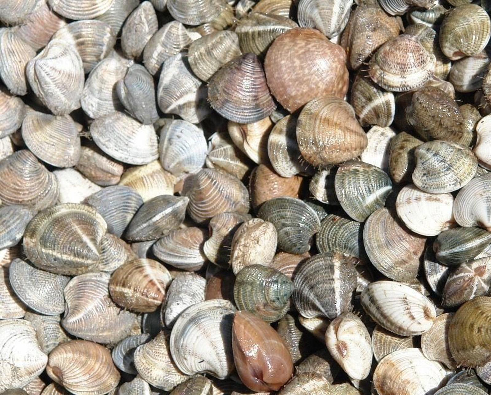 Acuerdo para abrir el caladero de chirla del Golfo de Cádiz