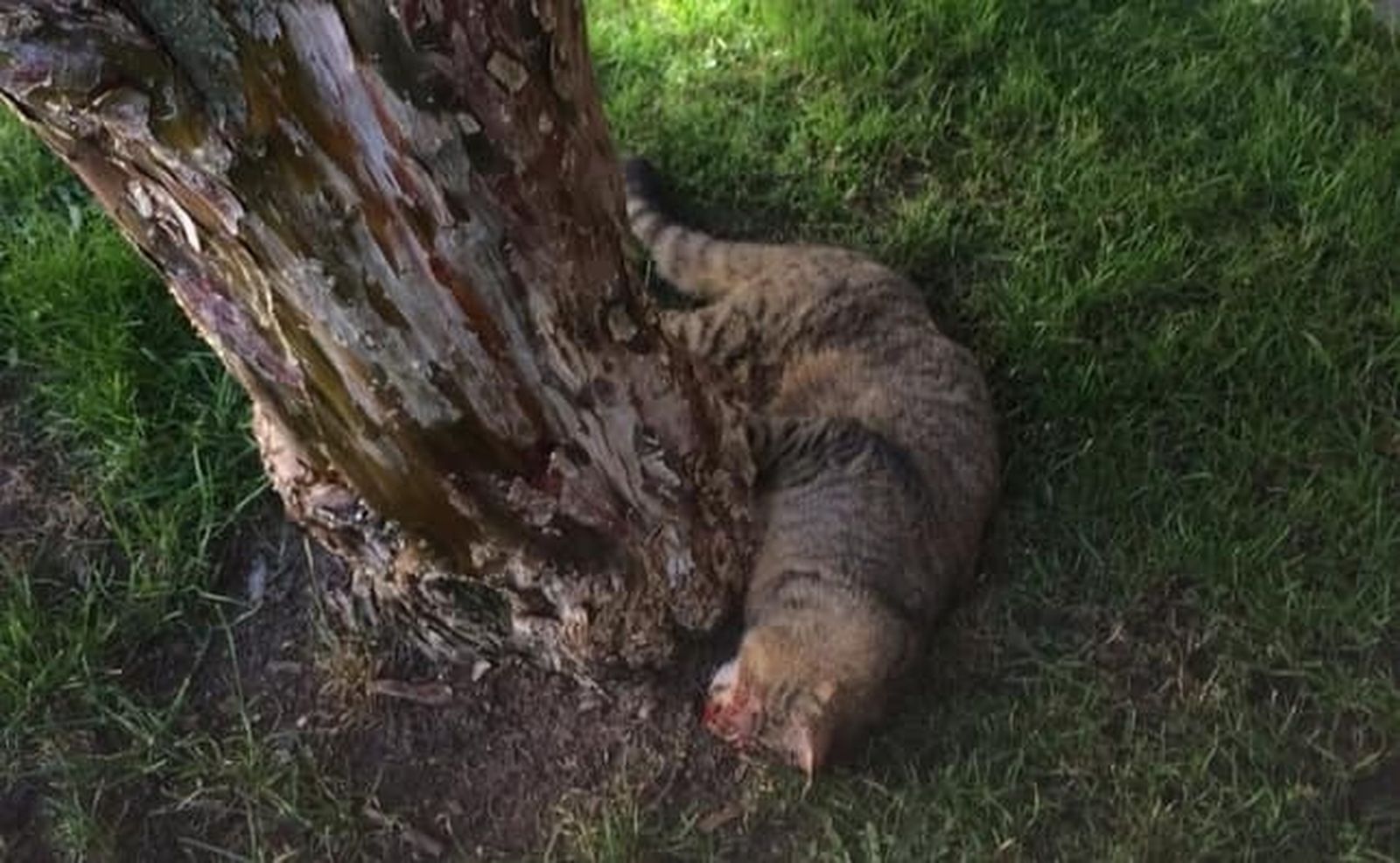Imagen tomada por unos de los voluntarios al encontrar sin vida a uno de los dos animales fallecidos.