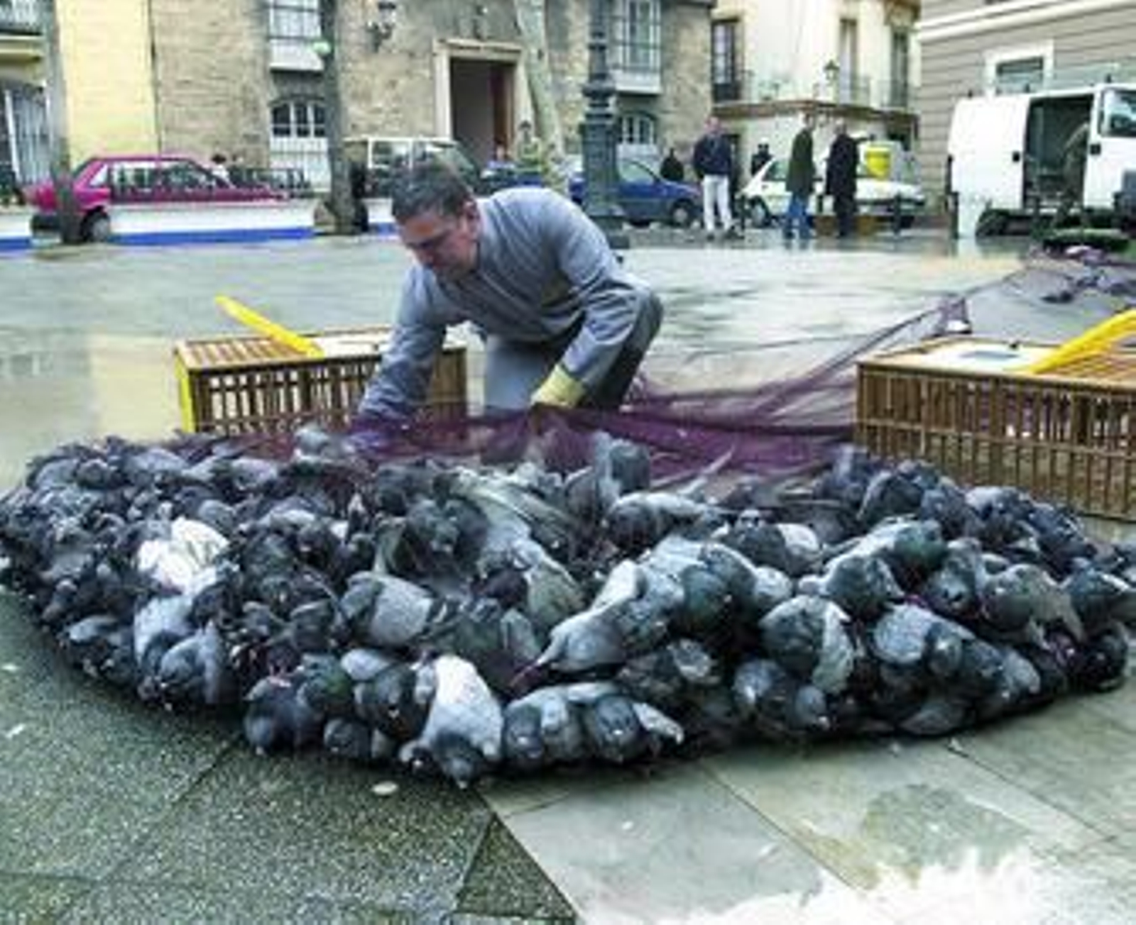Captura de palomas con red.