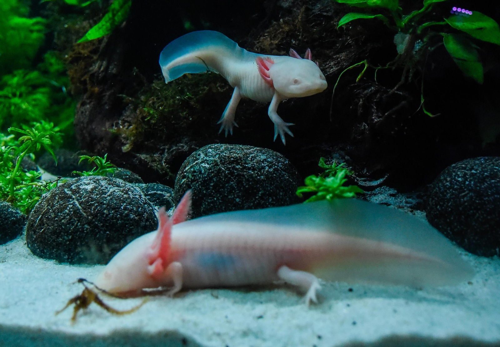 Siete ejemplares conforman la exposición de ajolotes en el Acuario de Sevilla, una de sus principales novedades.
