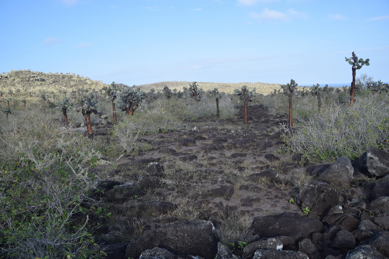 Las fotografías de Bárbara Sellés en una isla desierta para estudiar tortugas Las fotografías de Bárbara Sellés en una isla desierta para estudiar tortugas