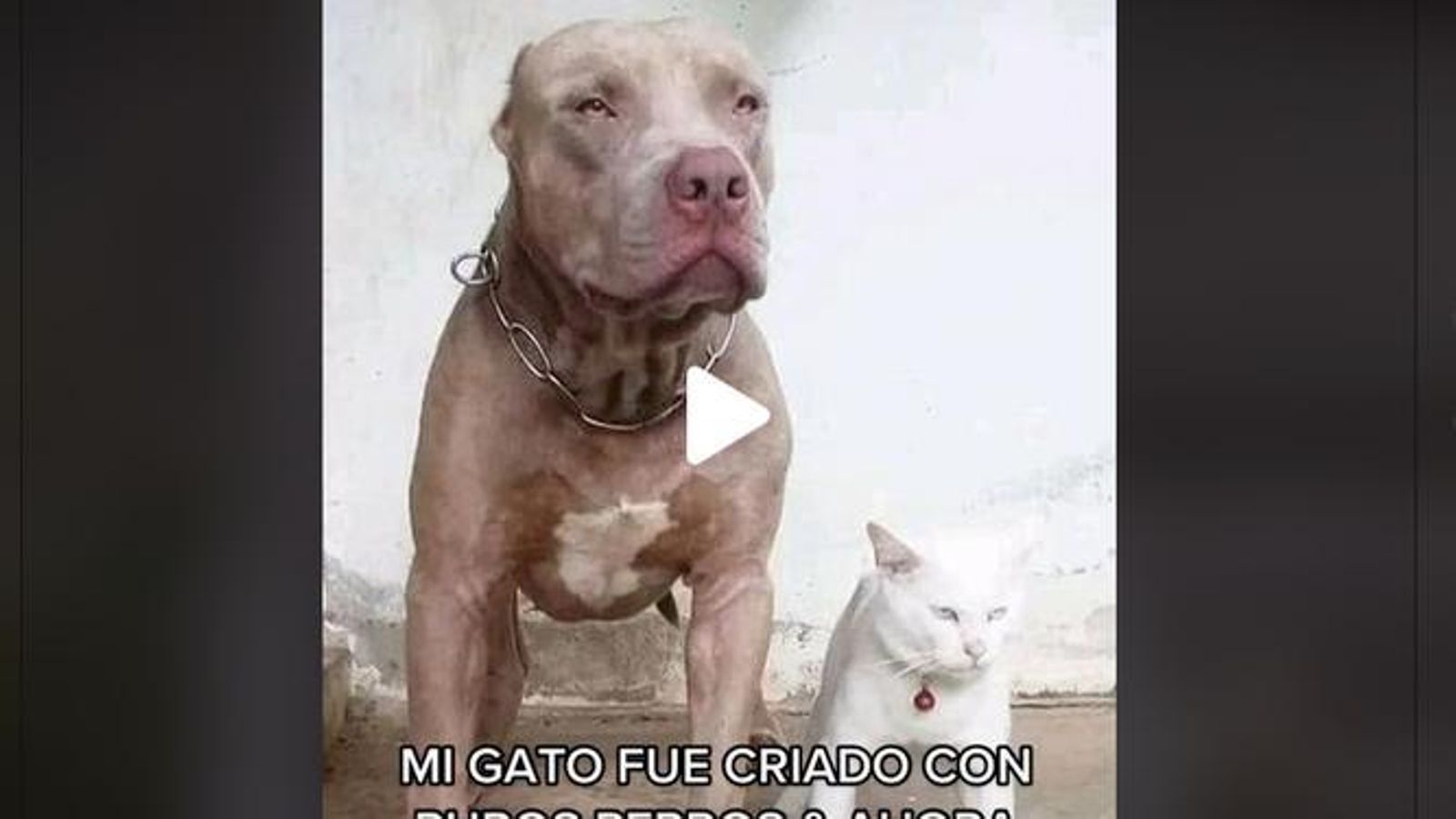 gato criado con pitbull