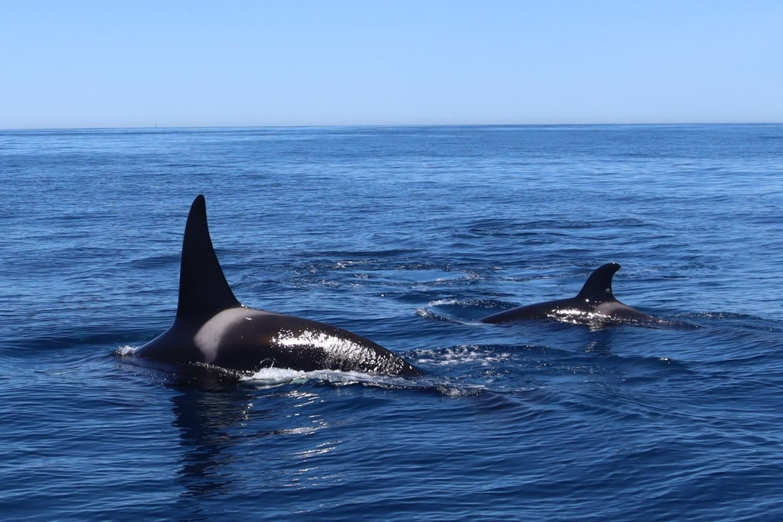 Un grupo de orcas en la zona del Estrecho de Gibraltar.