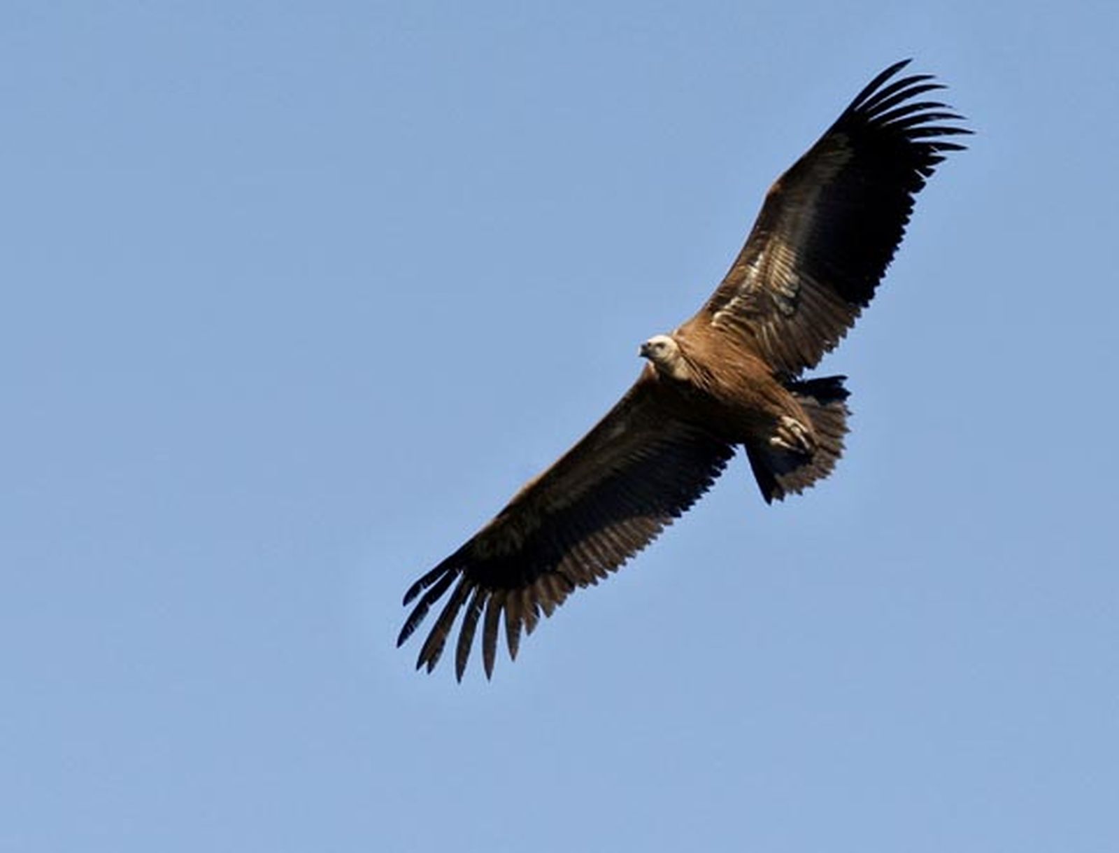 Carroña a la carta para los buitres