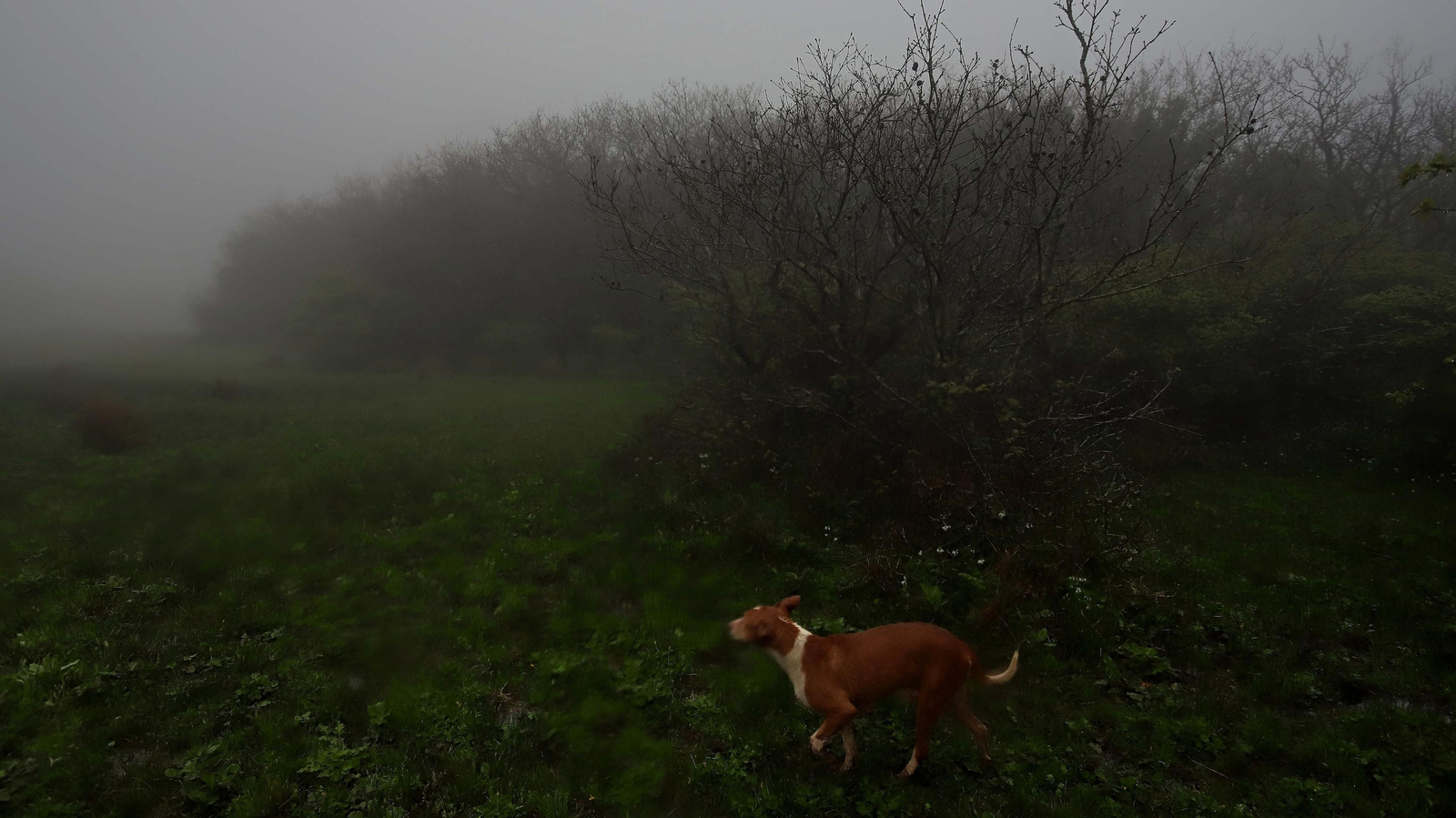 El Bosque de la Niebla