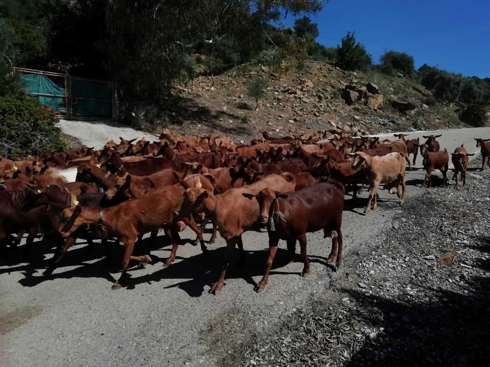 Un rebaño de cabras en El Valle del Guadalhorce.