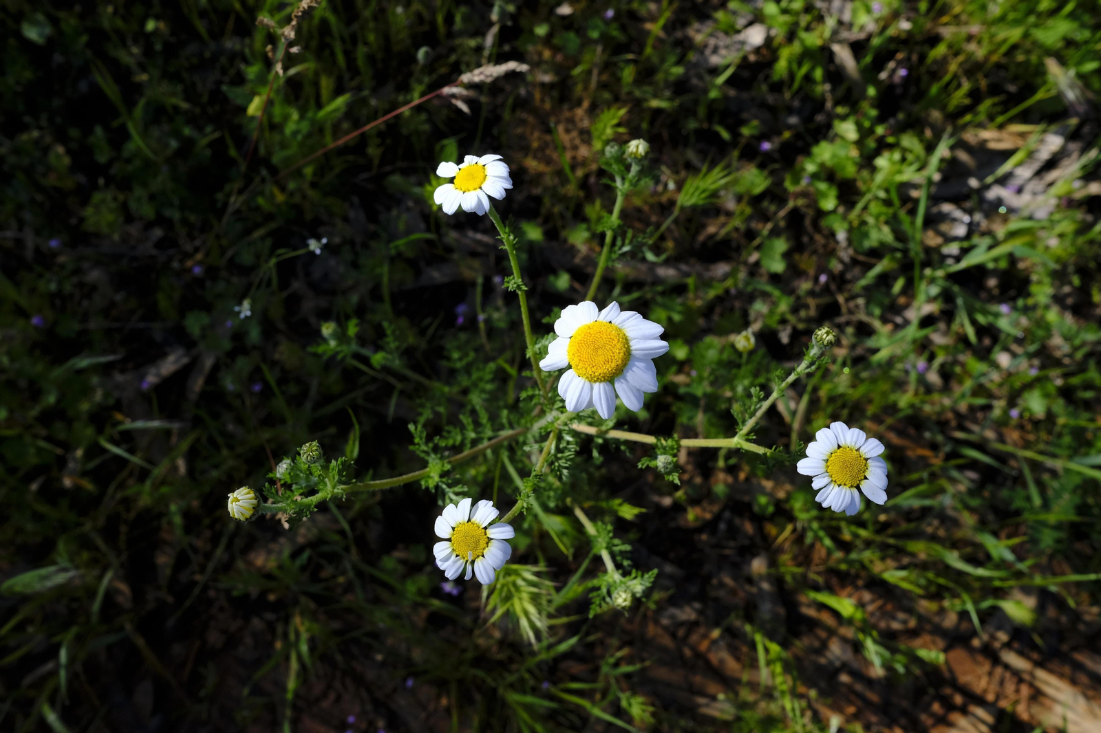 Brote de la la primavera, en fotos