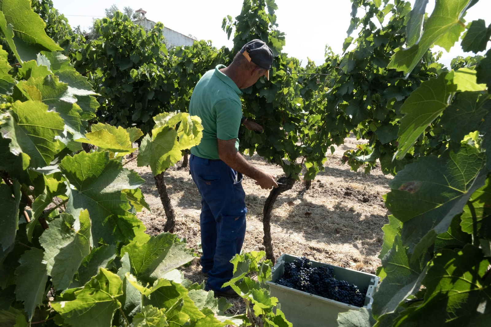 La vendimia de la Serranía, en imágenes