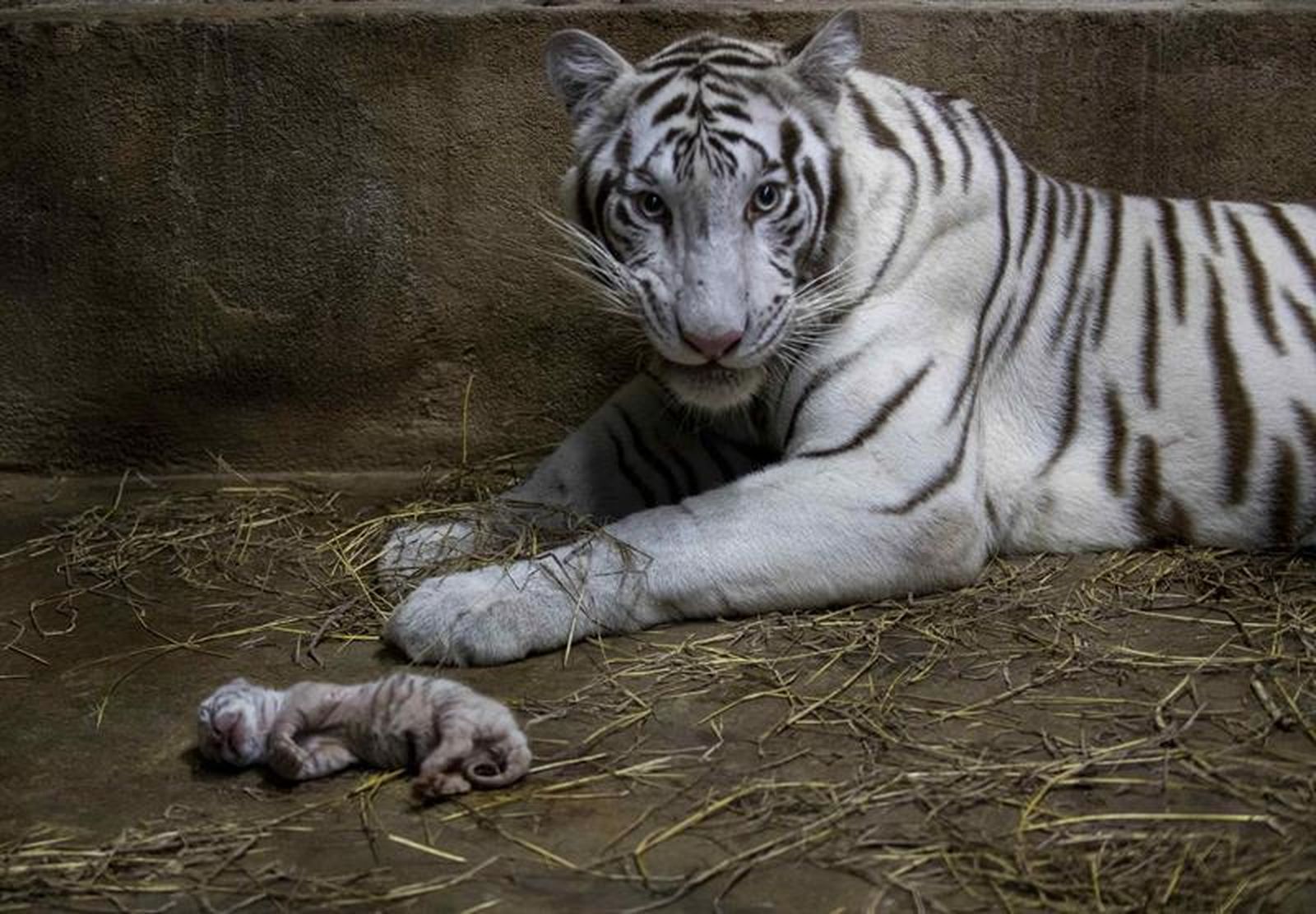 El zoológico de Nicaragua está de enhorabuena: nacen tres tigres blancos de bengala