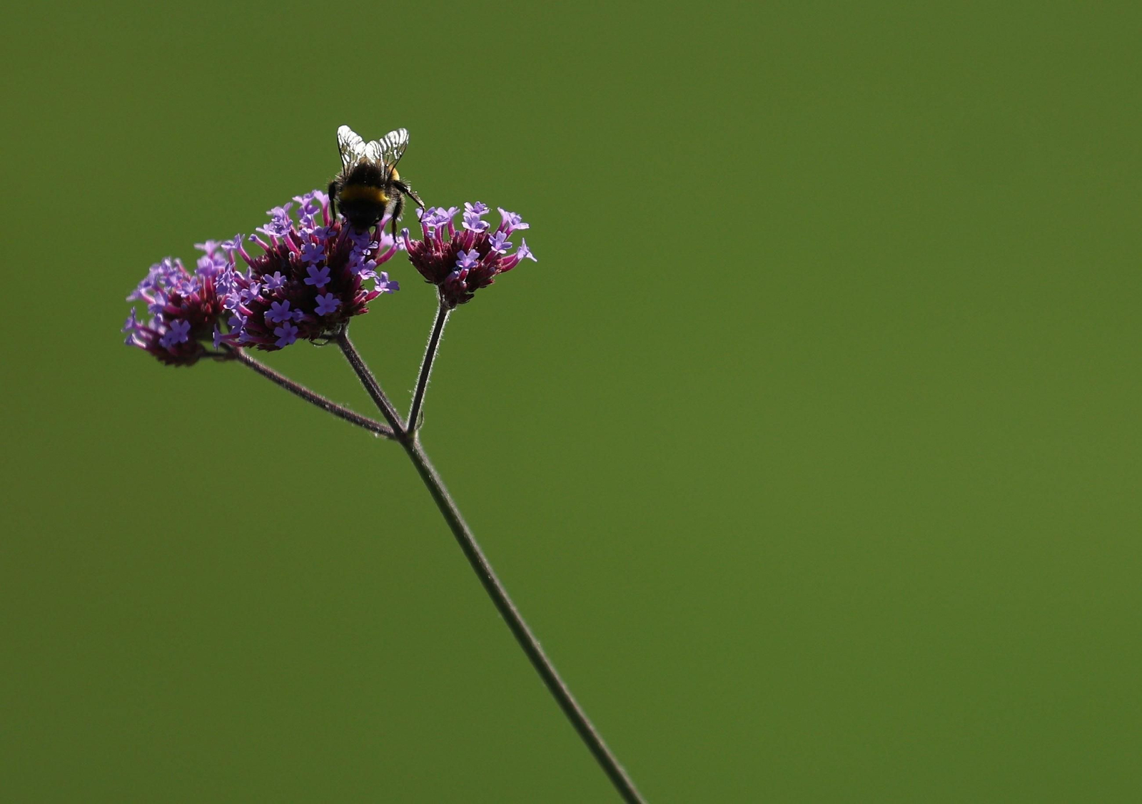 La primera jornada de Wimbledon (2).jpg