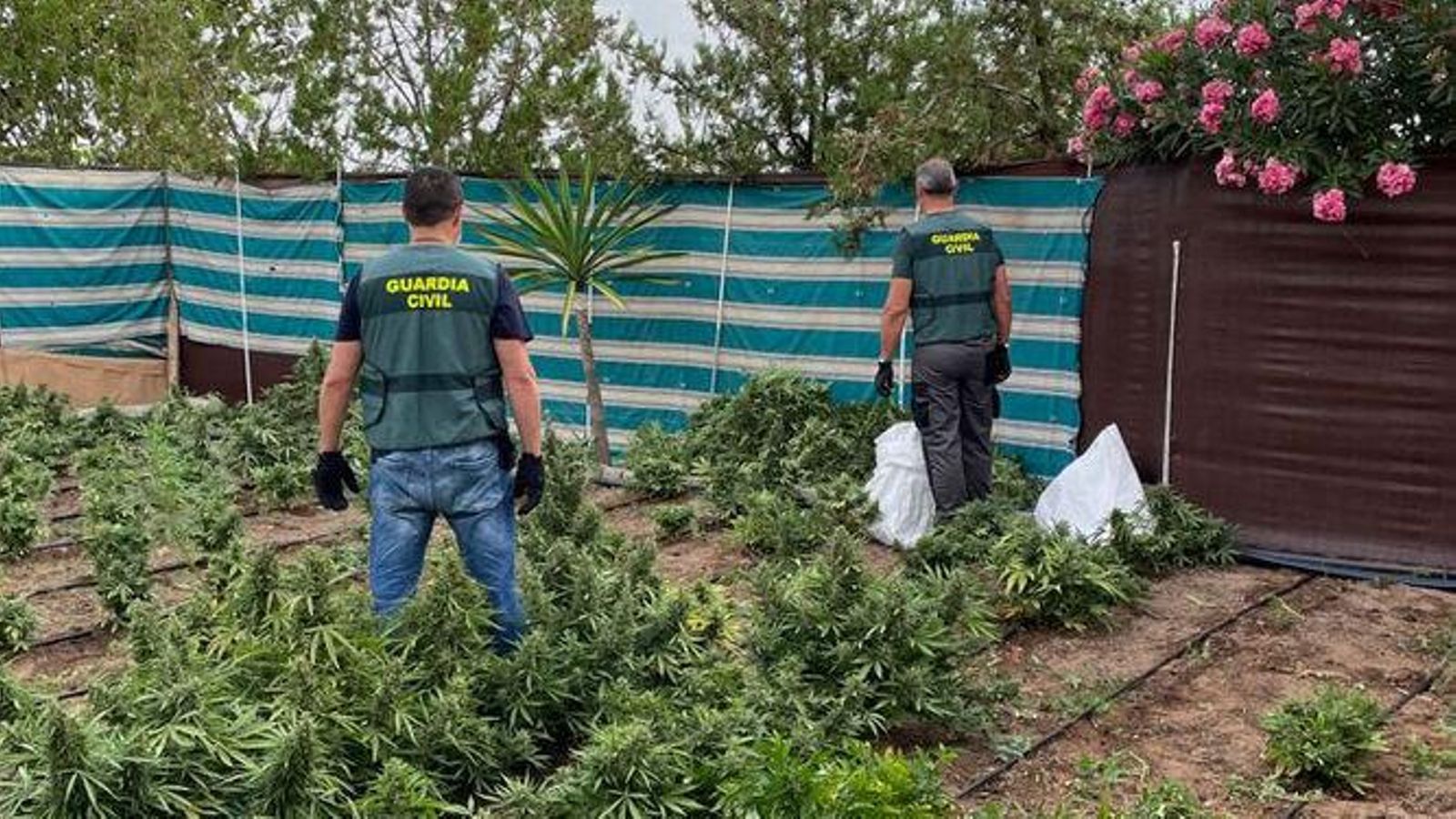 Guardias civiles, en una de las plantaciones desmanteladas.