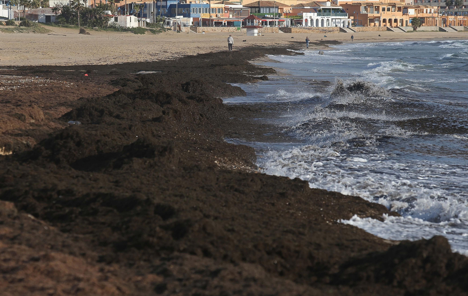 Fotos del alga invasora en la playa de Getares