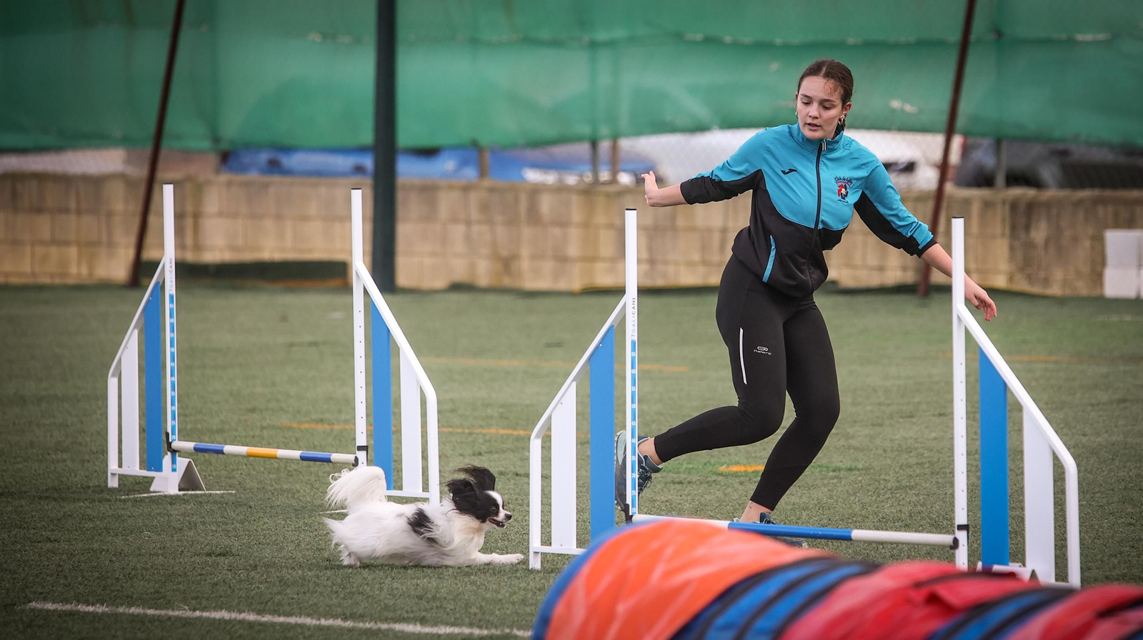 Habilidad canina en la prueba puntuable para el Campeonato de España de 'Agility' celebrado en Jerez Espectaculares las pruebas de disciplina canina puntuables para el Campeonato de España de Agility