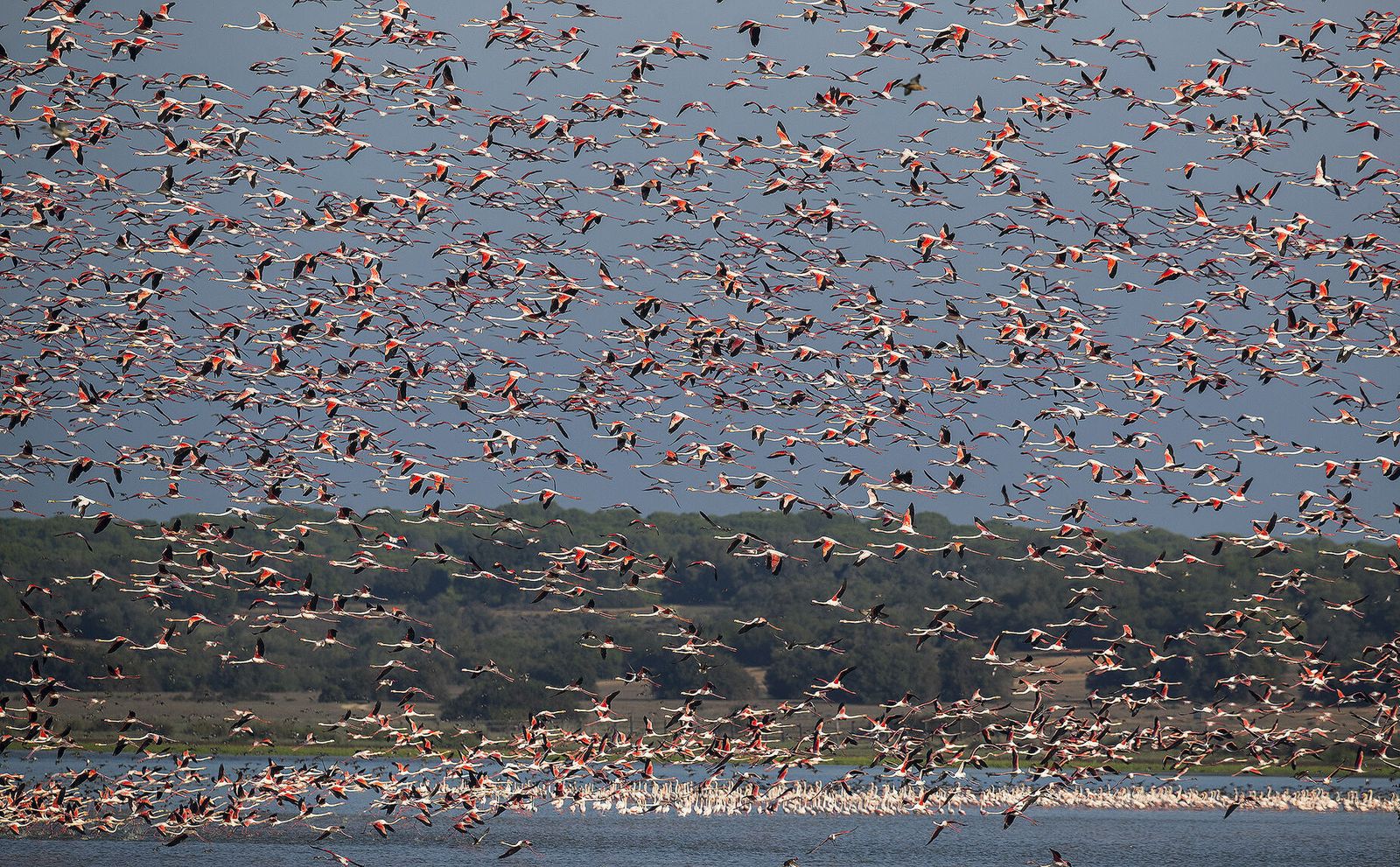 Aves en la finca Veta la Palma.