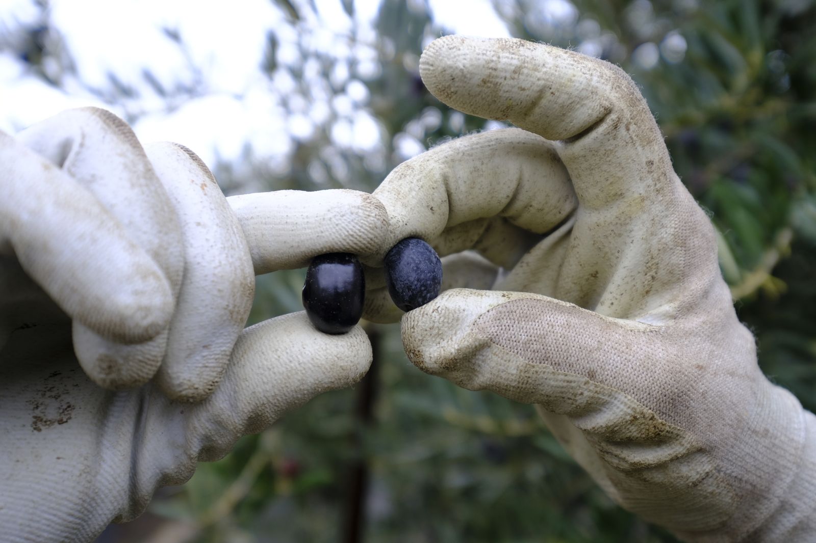 Fotogalería recolección aceituna en Abla. Almería