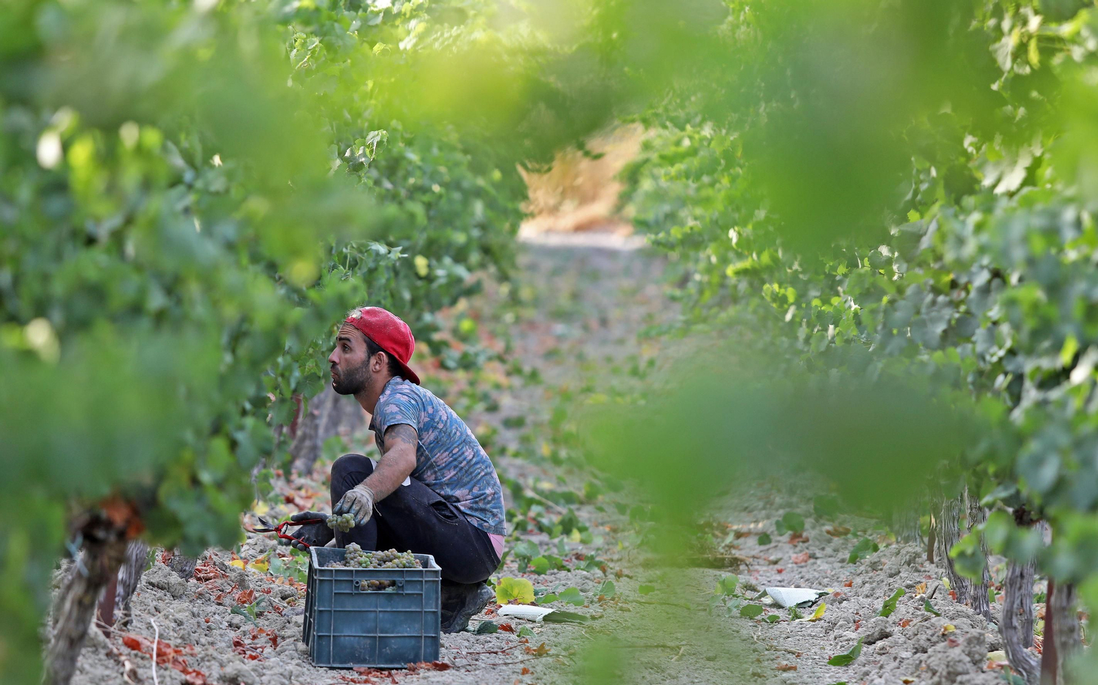 Un jornalero, tijeras en mano, durante una campaña de la vendimia.