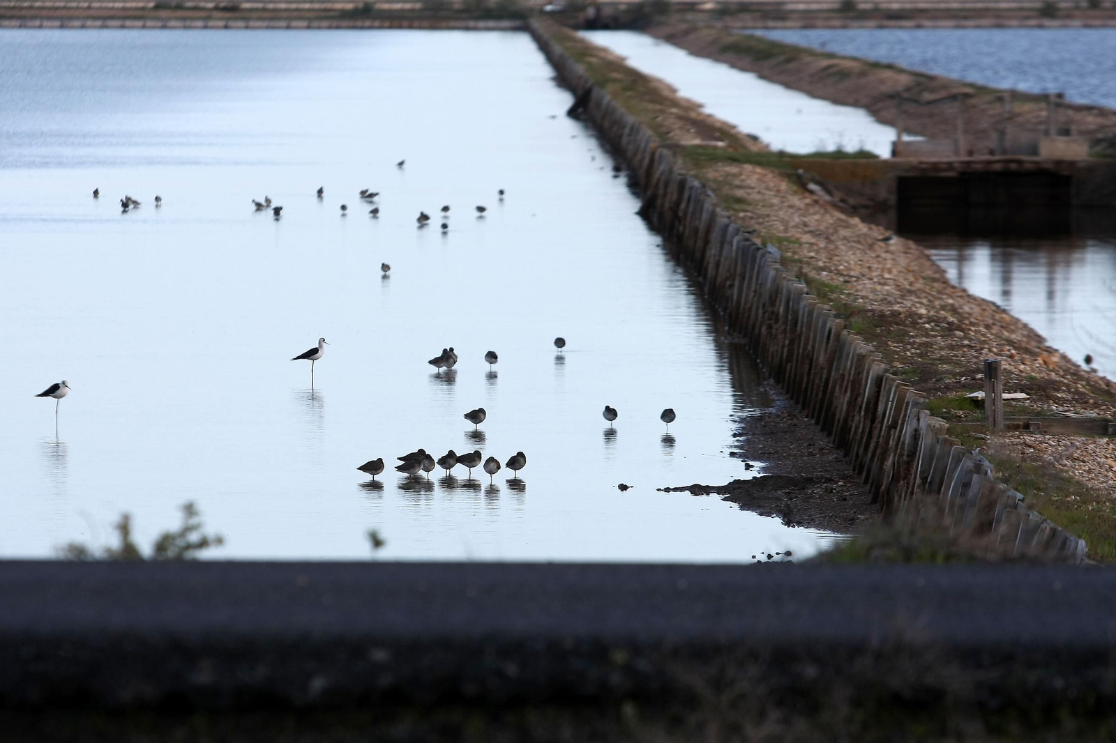 Imágenes de Marismas del Odiel, un Paraje Natural en la confluencia de las desembocaduras de los ríos Tinto y Odiel