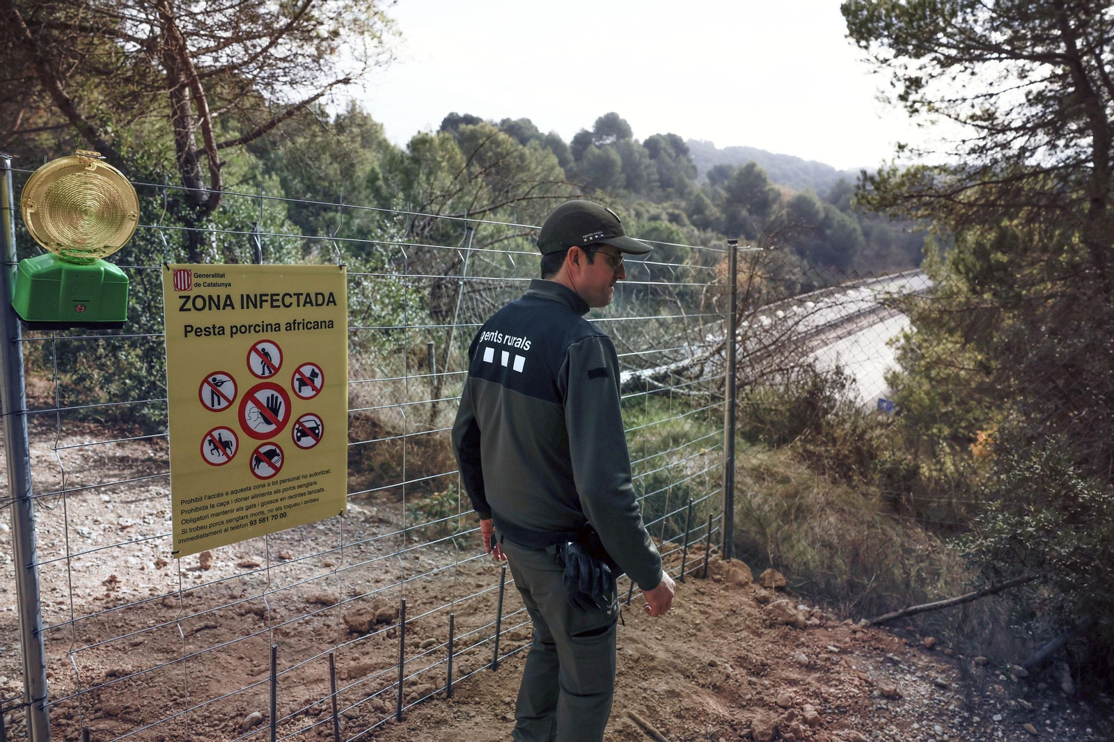 Vallado en la zona infectada por peste porcina para impedir la salida de jabalís.