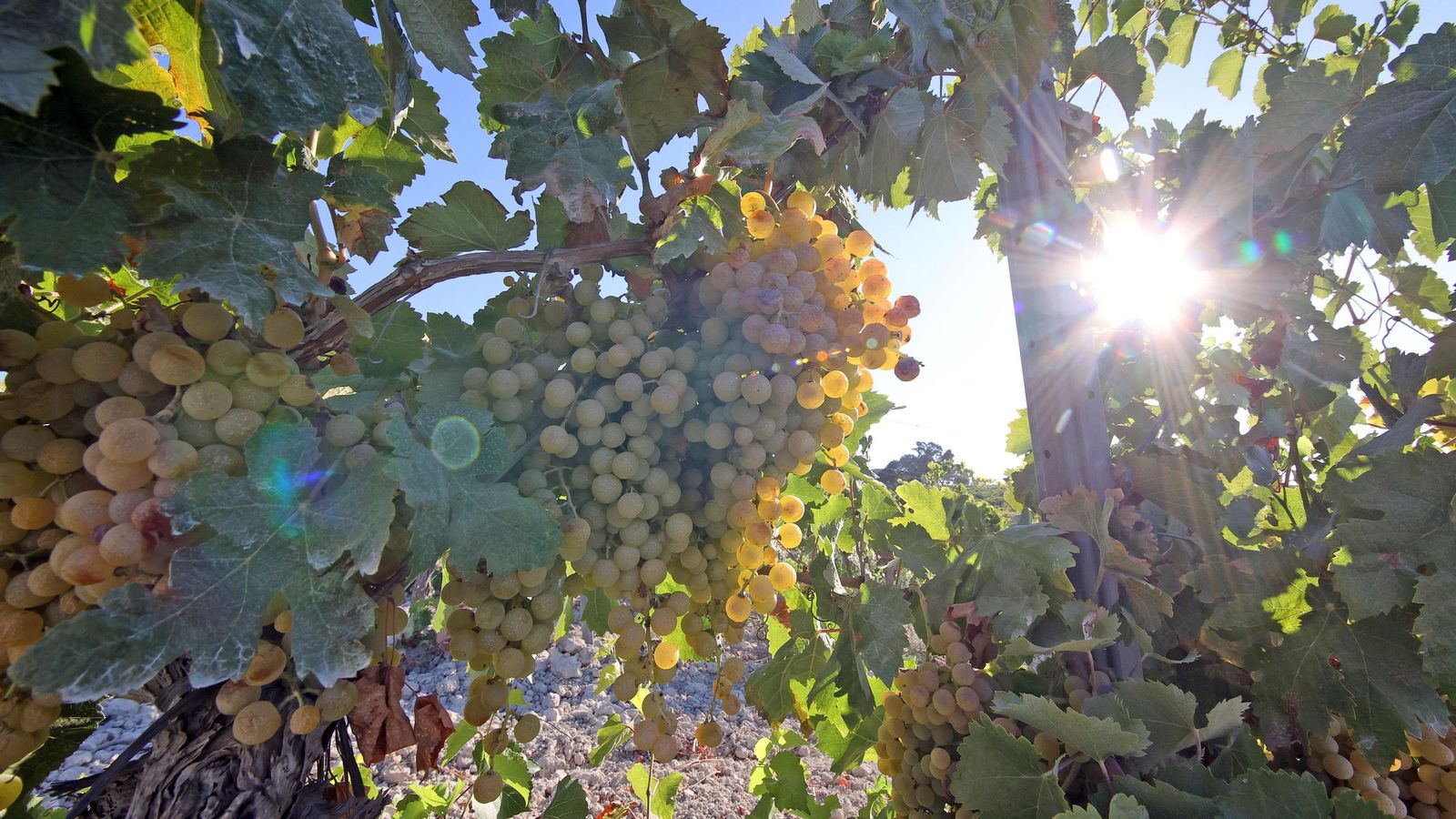Vendimia a mano en la Viña El Caribe en Jerez