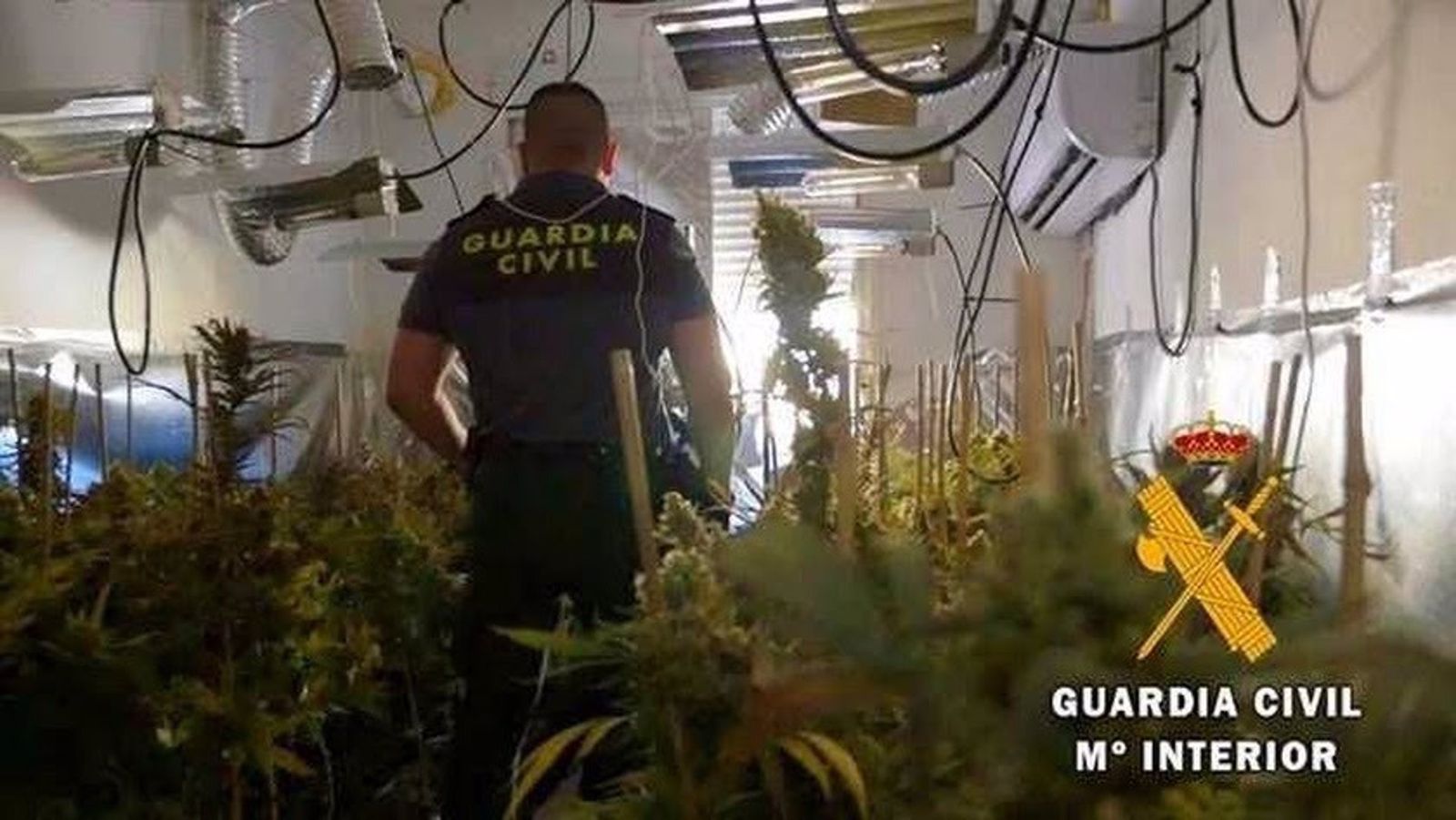 Un detenido tras desmantelar un cultivo con casi 250 plantas de marihuana en una vivienda de Huércal