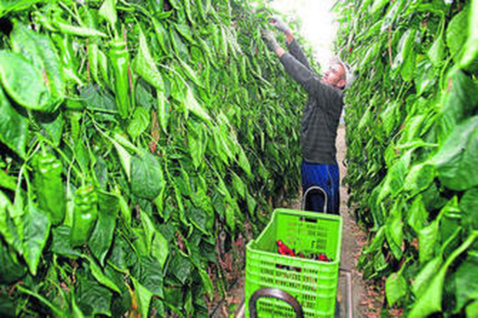 La alta temperatura, un mal aliado