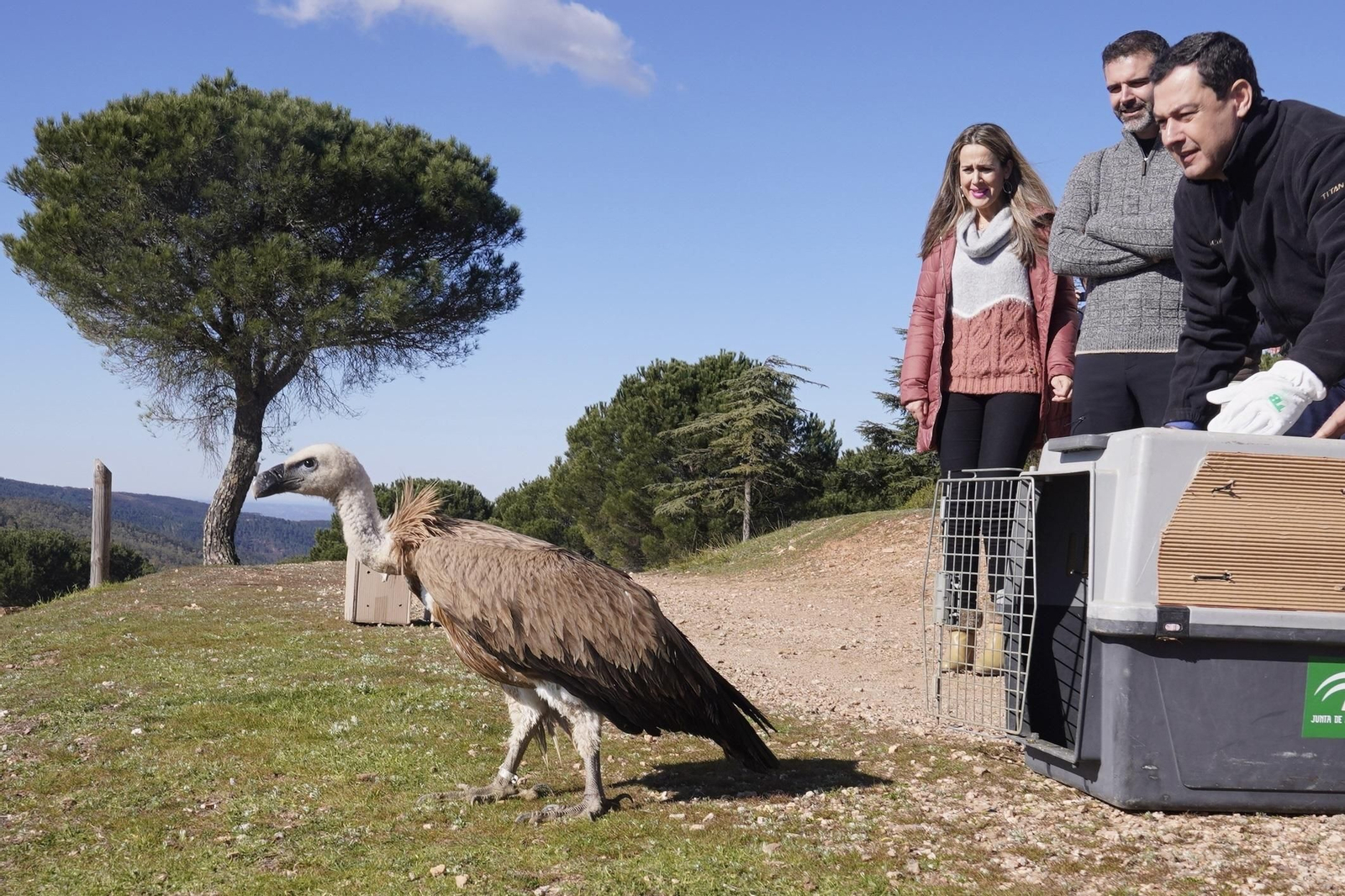 Juanma Moreno suelta un buitre leonado en Picos de Aroche hace unas semanas.