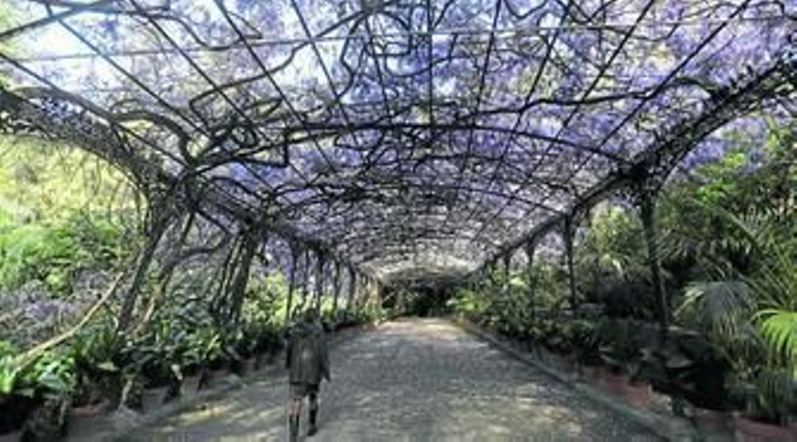 1. La glicinia ya puede verse sobre el cenador del jardín. 2. Invernadero de cristal que concentra una importante colección de orquídeas y plantas carnívoras. 3. Una visitante observa y huele las hermosas flores que adornan el jardín. 4. Colorida flor de un hibisco. 5. La mítica ave del paraíso ya ha florecido. 6. Uno de los miradores con glicinias blancas.