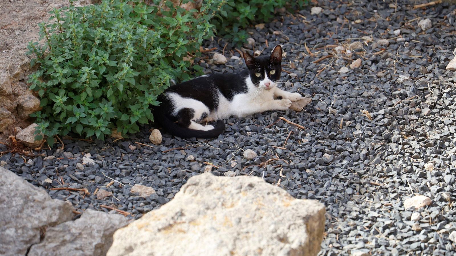 Uno de los gatos de la colonia felina del Templo Romano