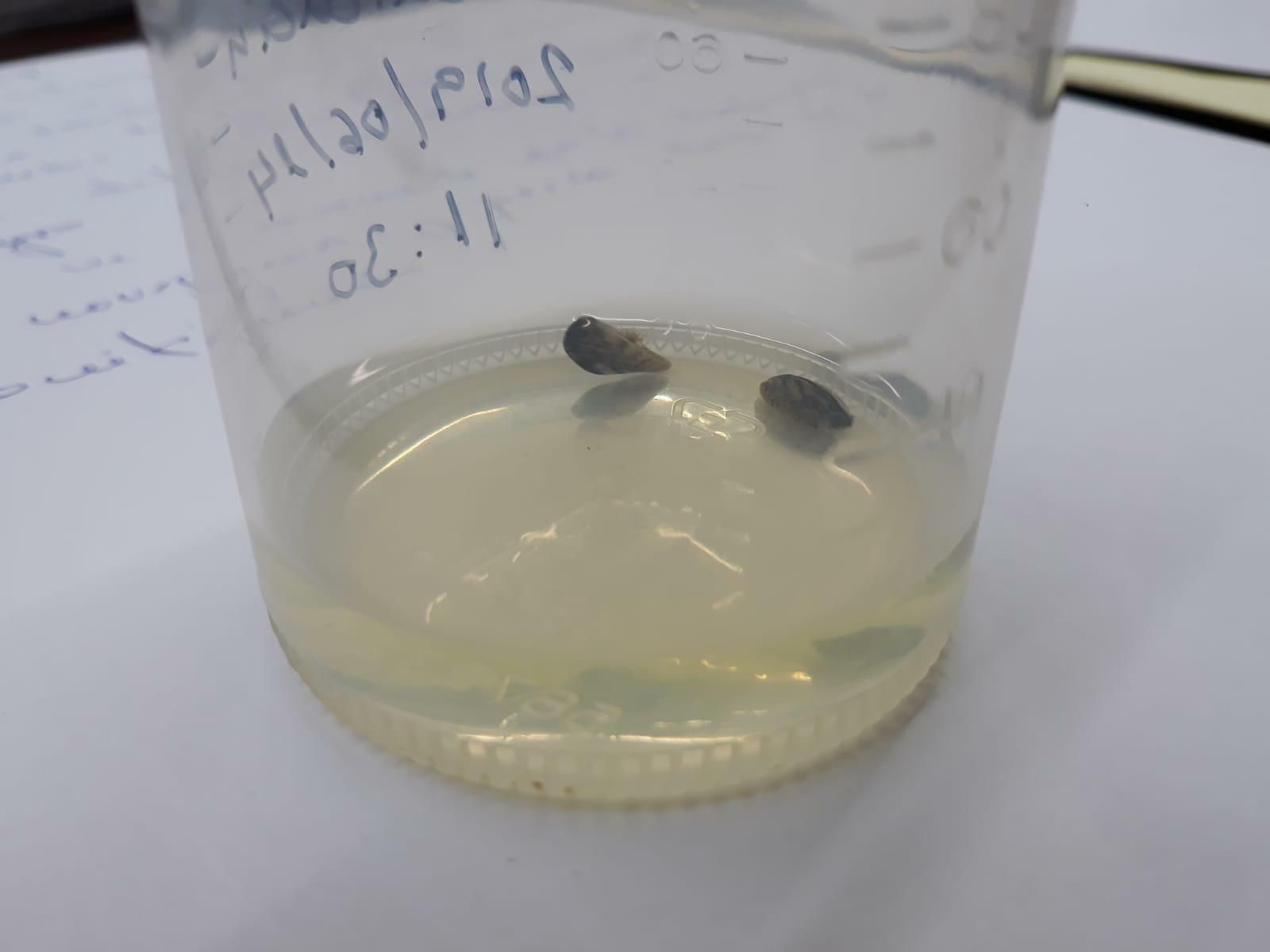 Dos pequeños mejillones cebra encontrados en el Guadalcacín II.