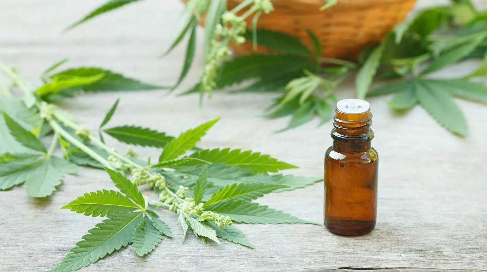 Beneficios del uso del cannabis para la salud