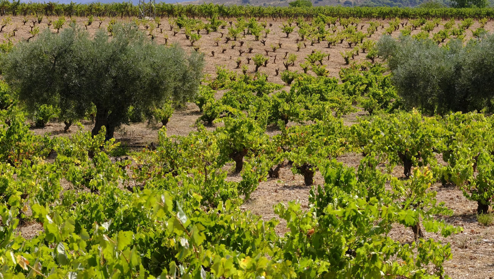 La vendimia en la Bodega Cortijo del Cura de Laujar, en imágenes
