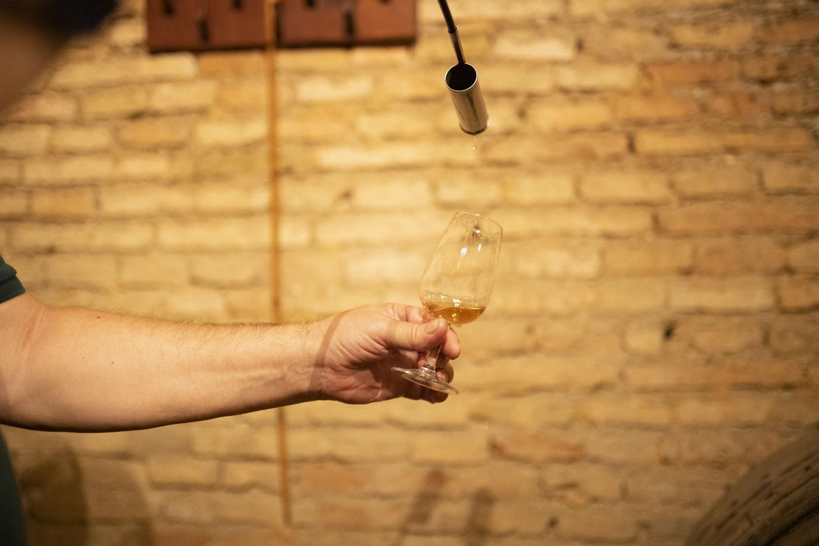 Imágenes de la vendimia en el Condado de Huelva