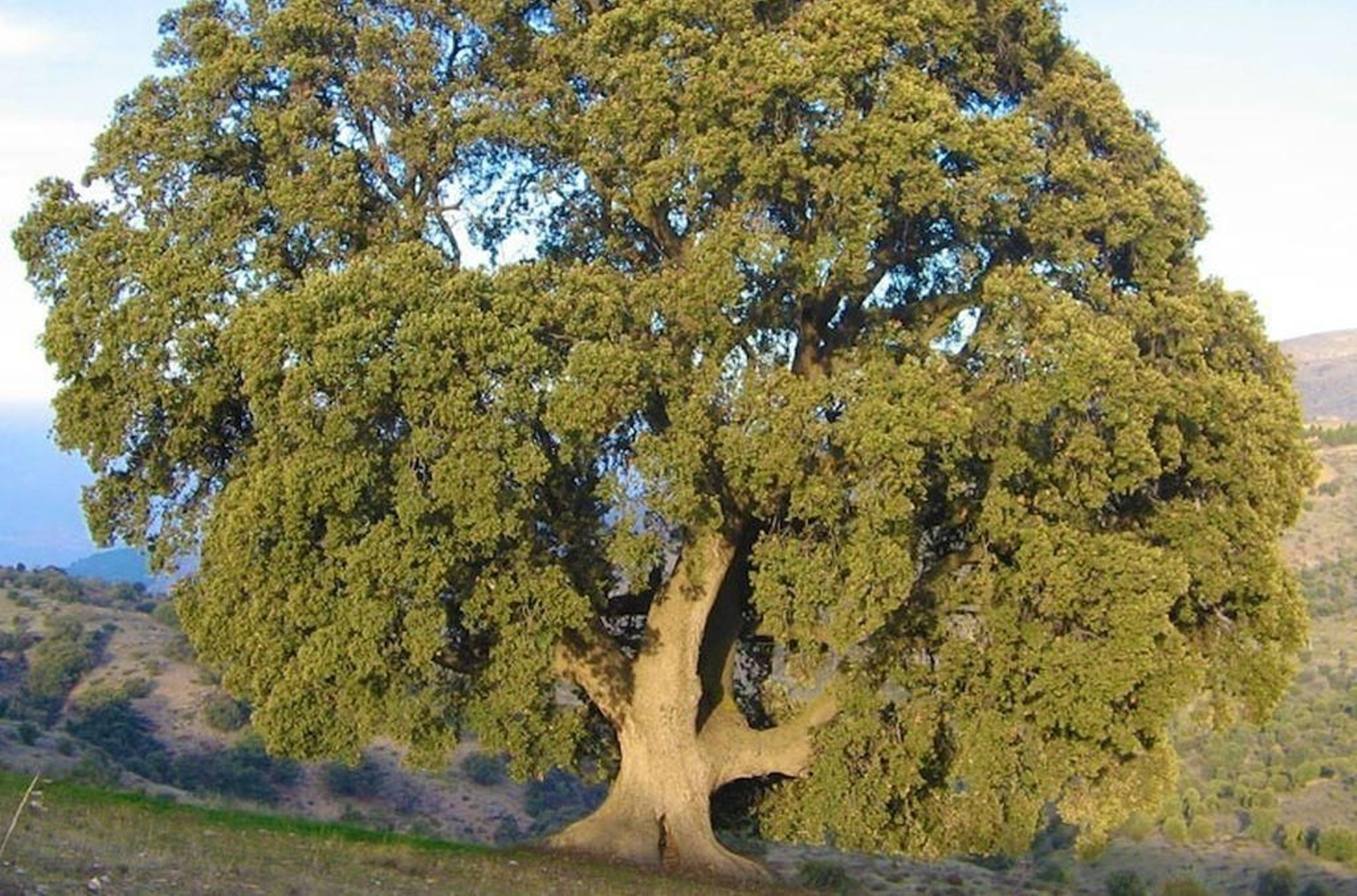 La enorme encina de la Peana, en Serón.