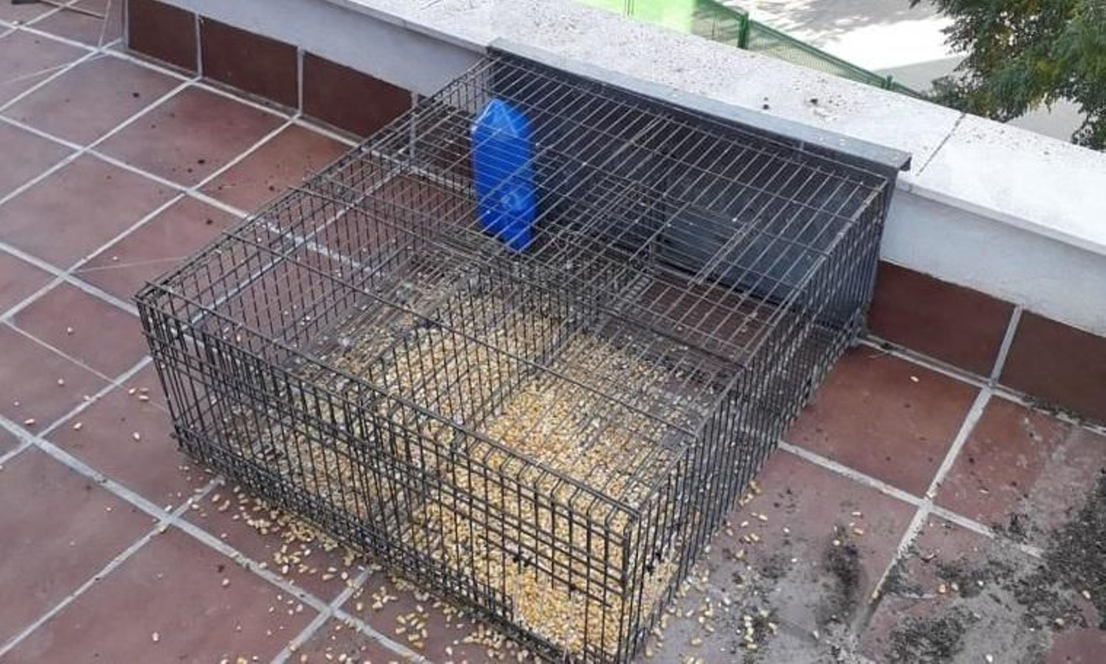 Jaula instalada para atrapar palomas.