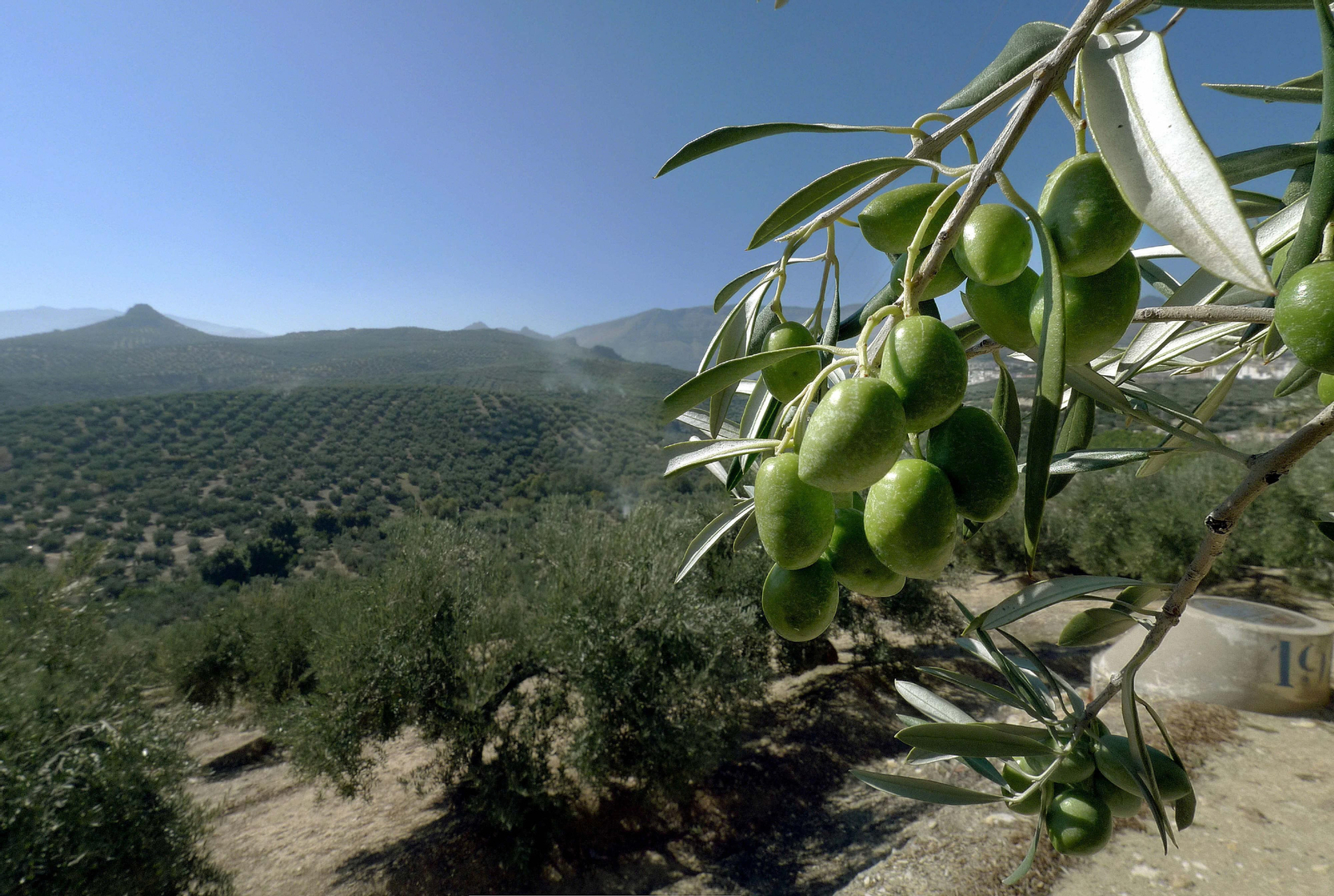 Un olivar. Un olivar.