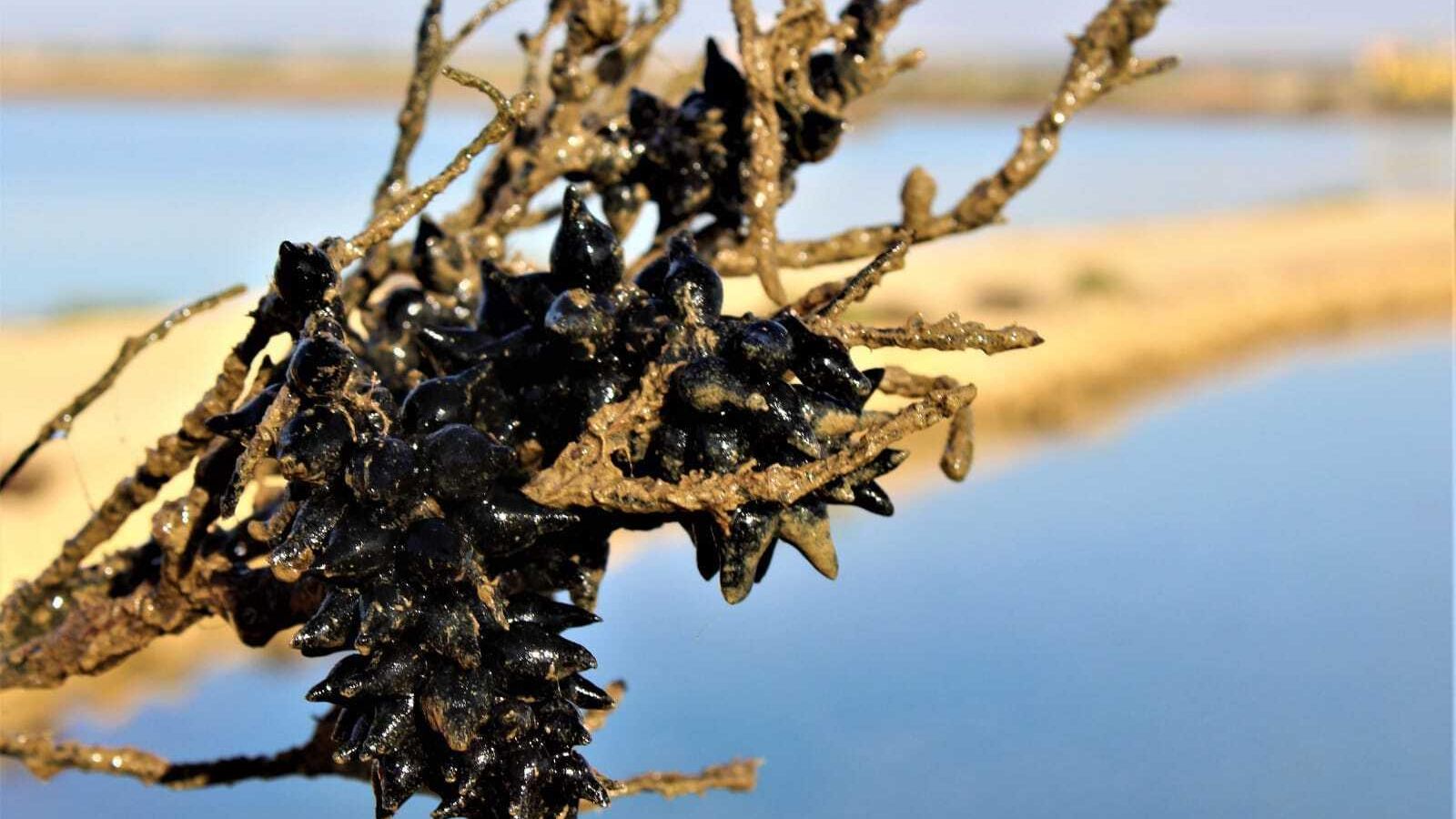 Huevas de choco extraídas de una de las tajerías de la Salina Santa Teresa