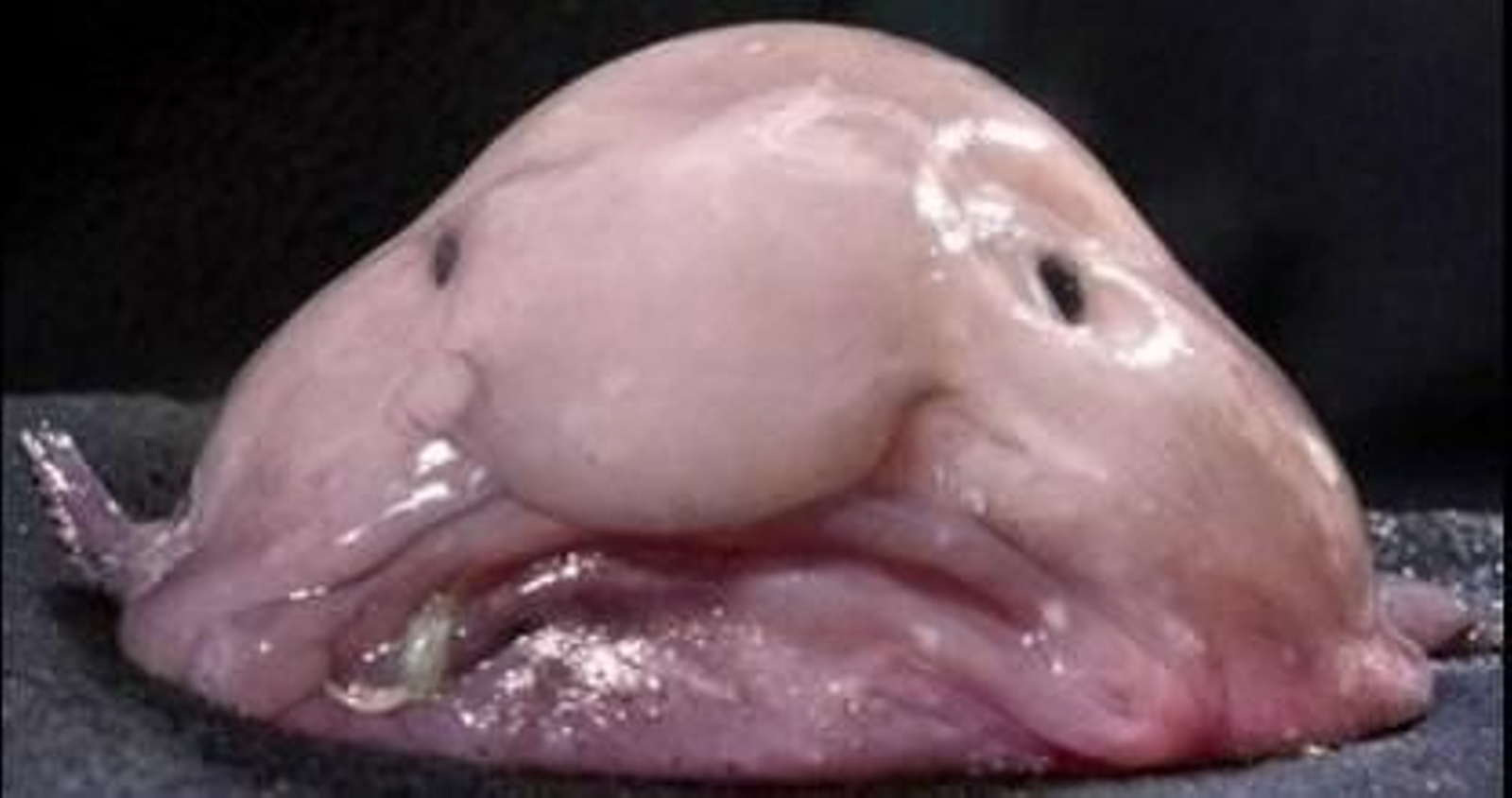 El pez borrón, elegido animal más feo del mundo