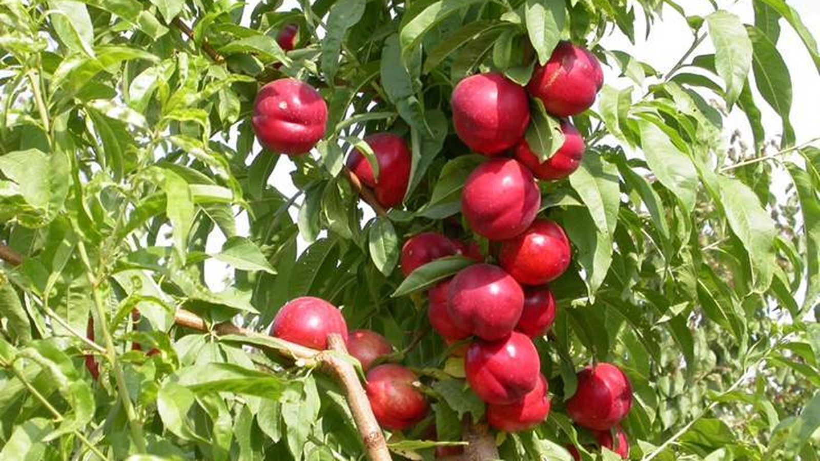 Árbol con nectarinas