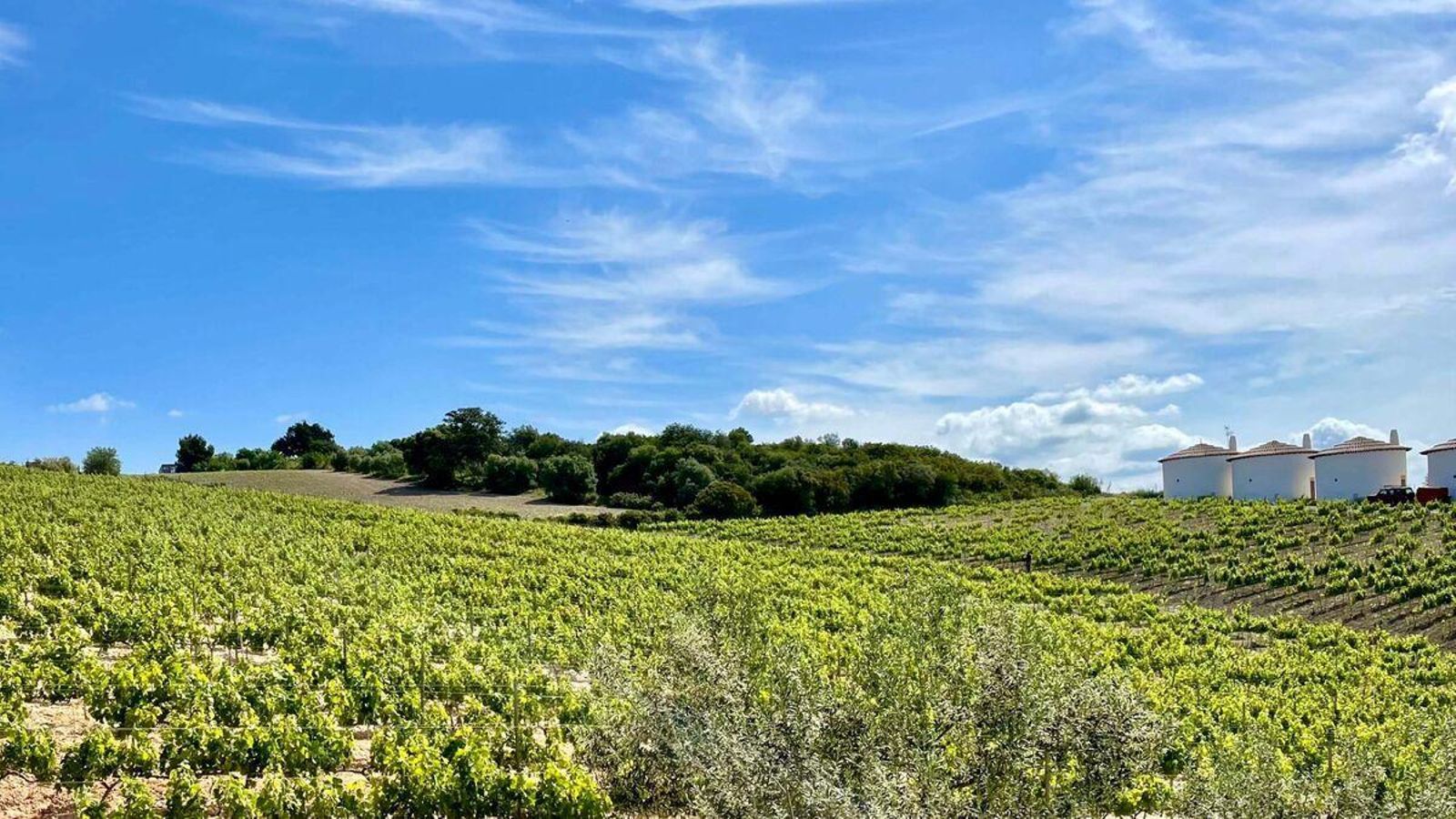 Viñedos Bodegas Campestral