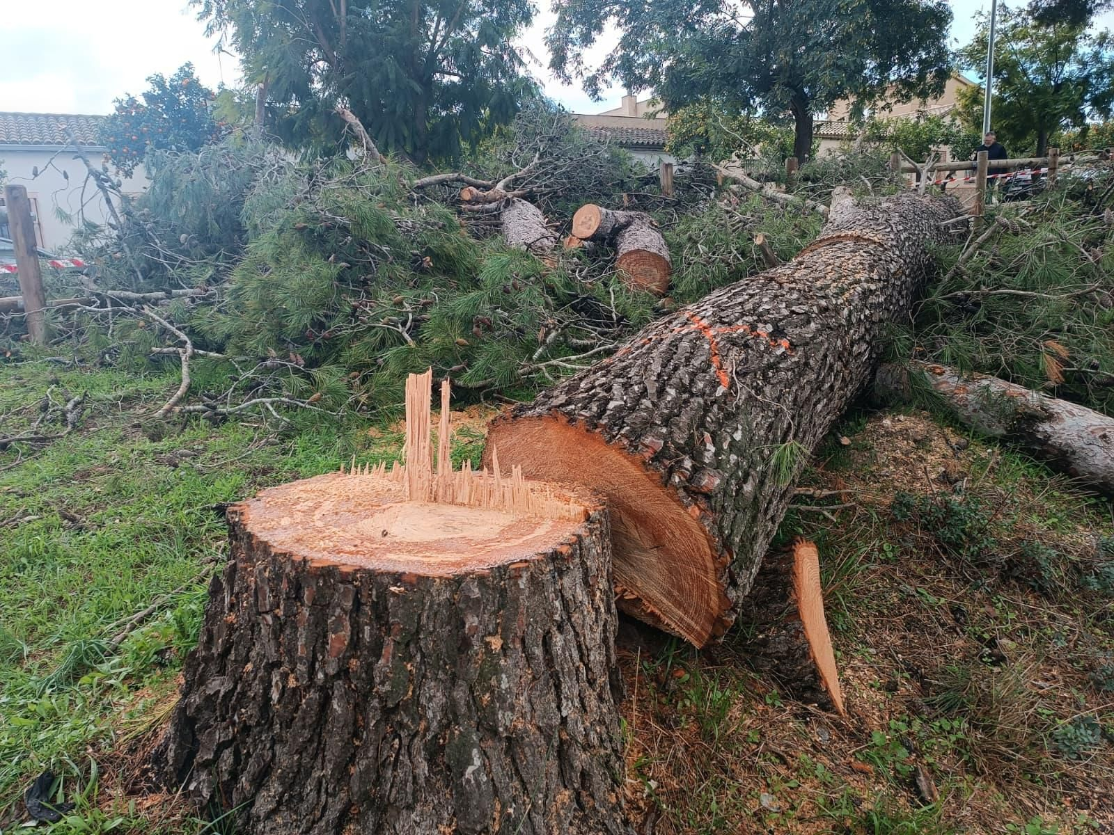 Algunos ejemplares que se han talado en la carretera junto a Estella.